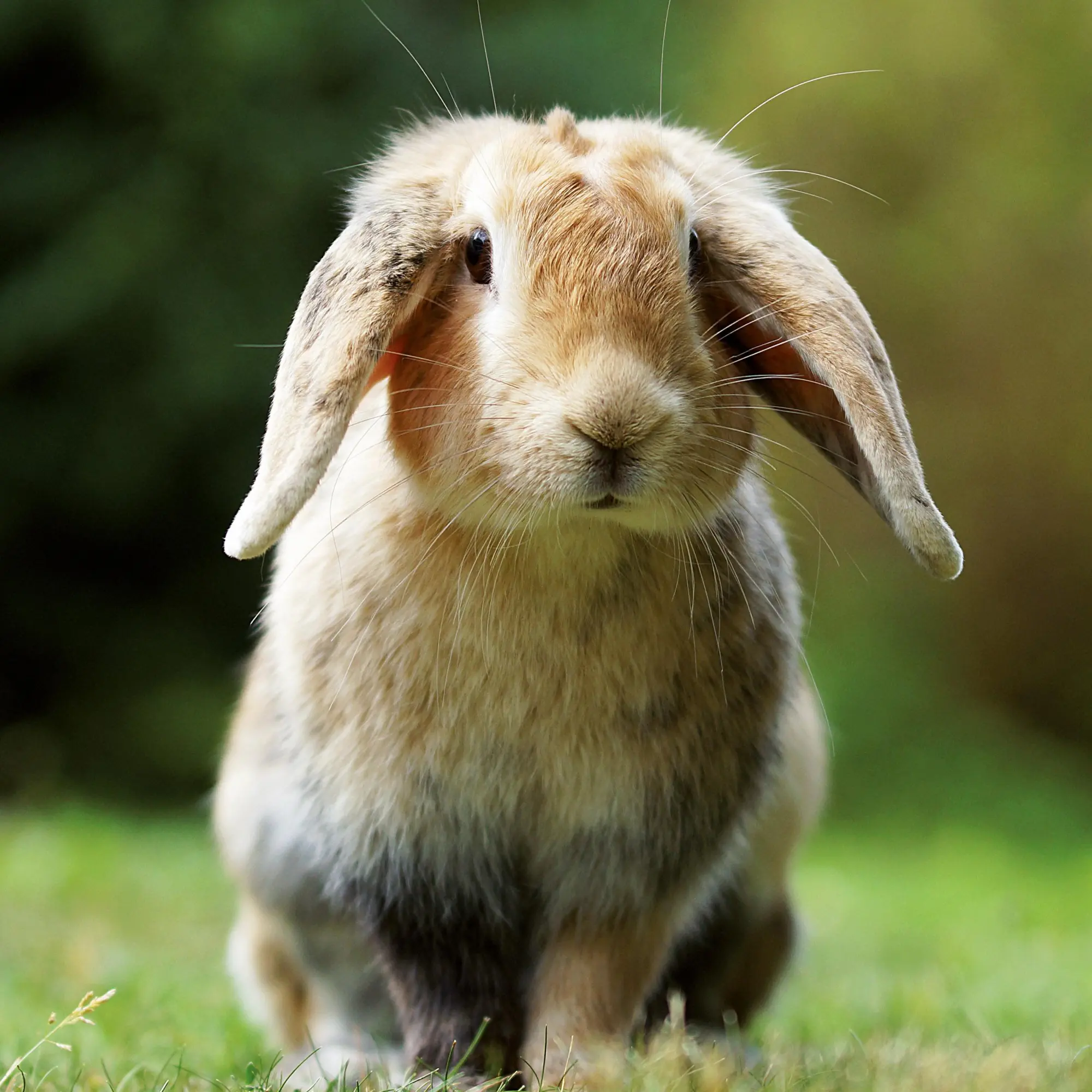 Bild: 9783959296076 | Tiere vom Bauernhof 2026 | Kalender 2026 | Kalender | 28 S. | Englisch