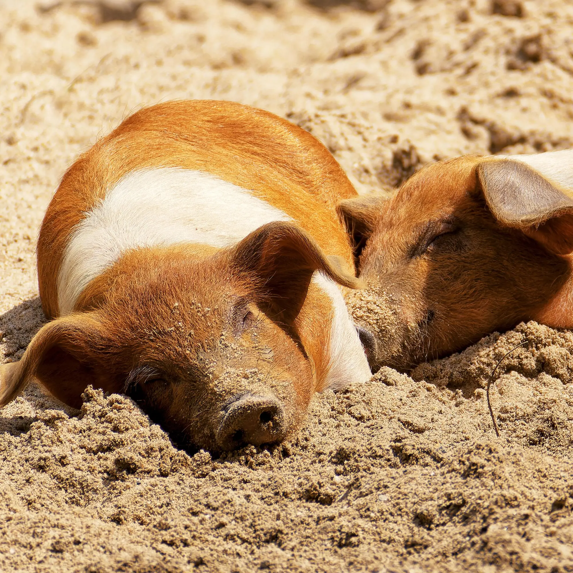 Bild: 9783959296076 | Tiere vom Bauernhof 2026 | Kalender 2026 | Kalender | 28 S. | Englisch