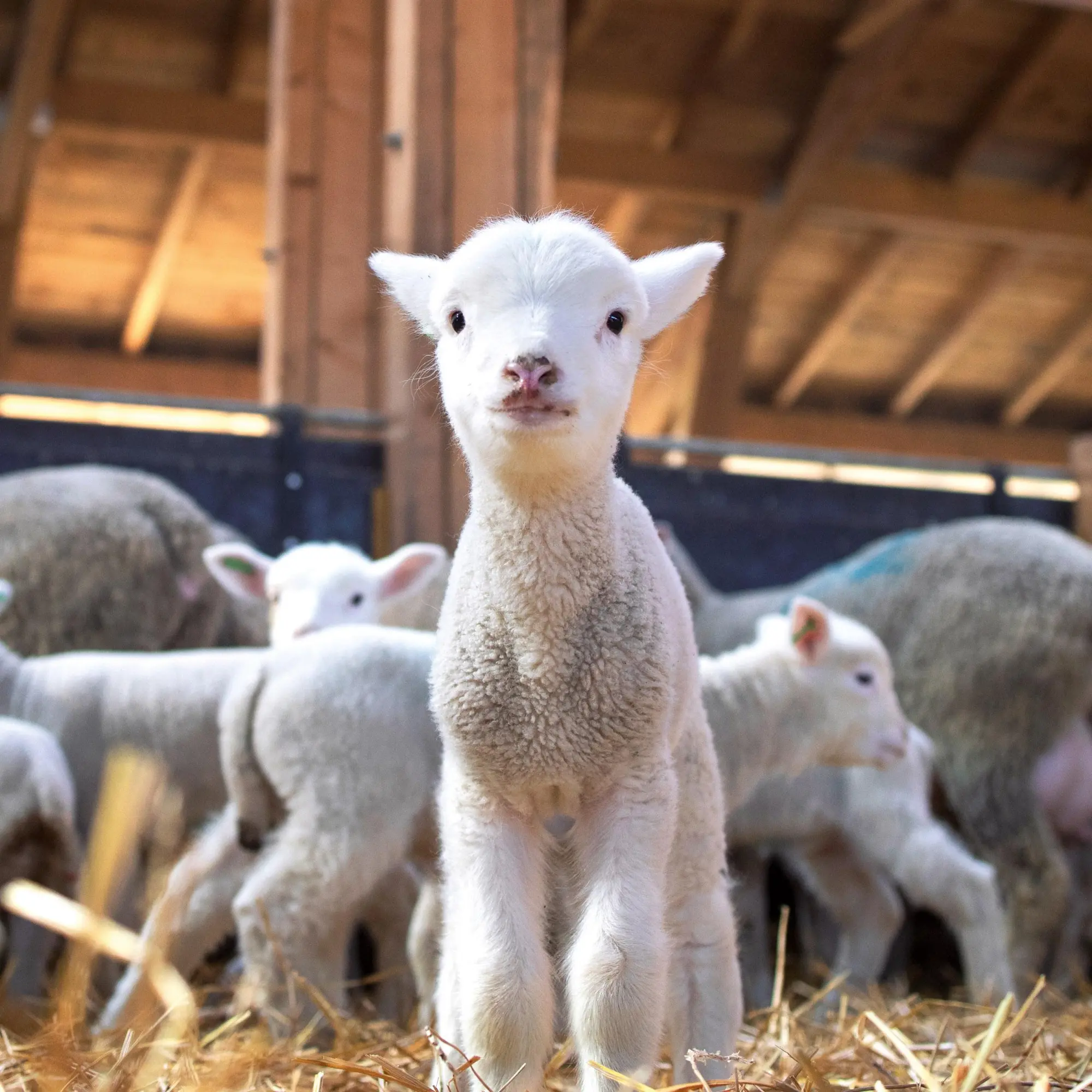 Bild: 9783959296076 | Tiere vom Bauernhof 2026 | Kalender 2026 | Kalender | 28 S. | Englisch