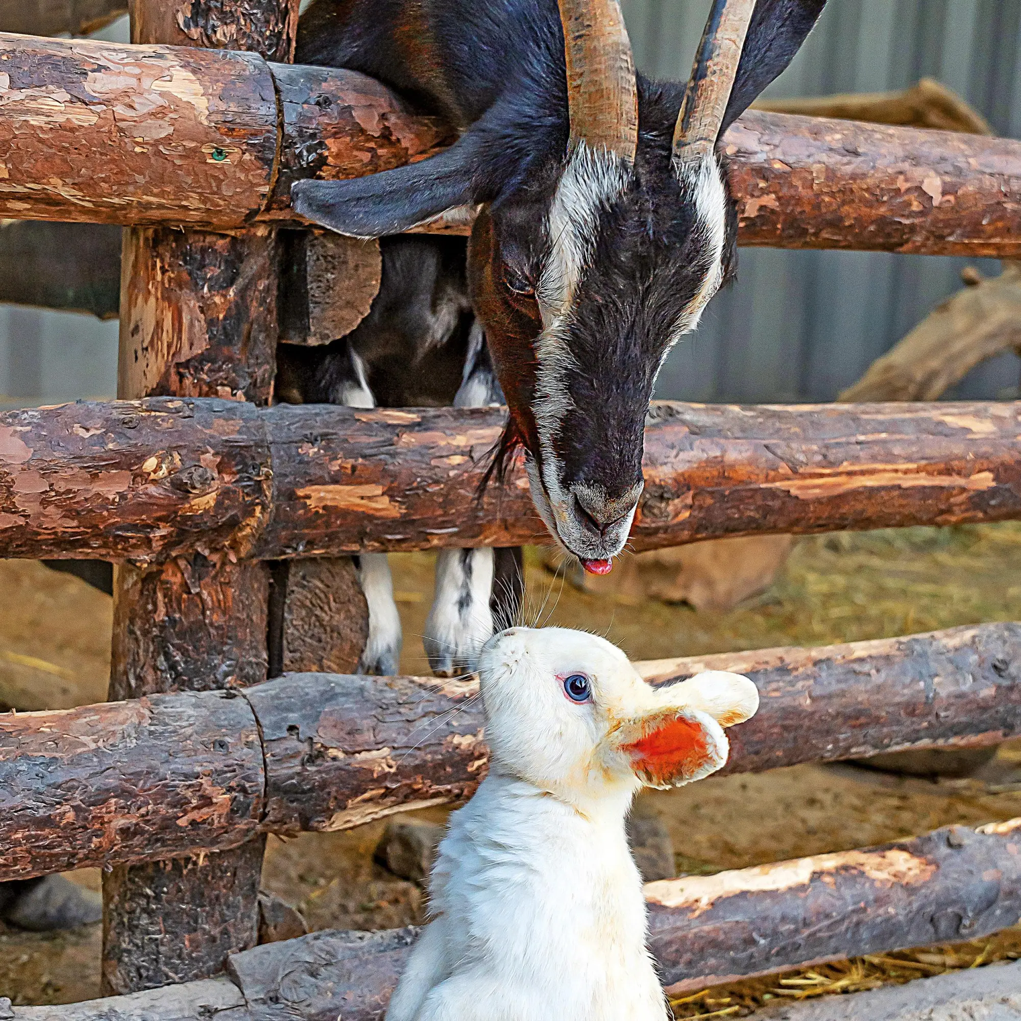 Bild: 9783959296076 | Tiere vom Bauernhof 2026 | Kalender 2026 | Kalender | 28 S. | Englisch