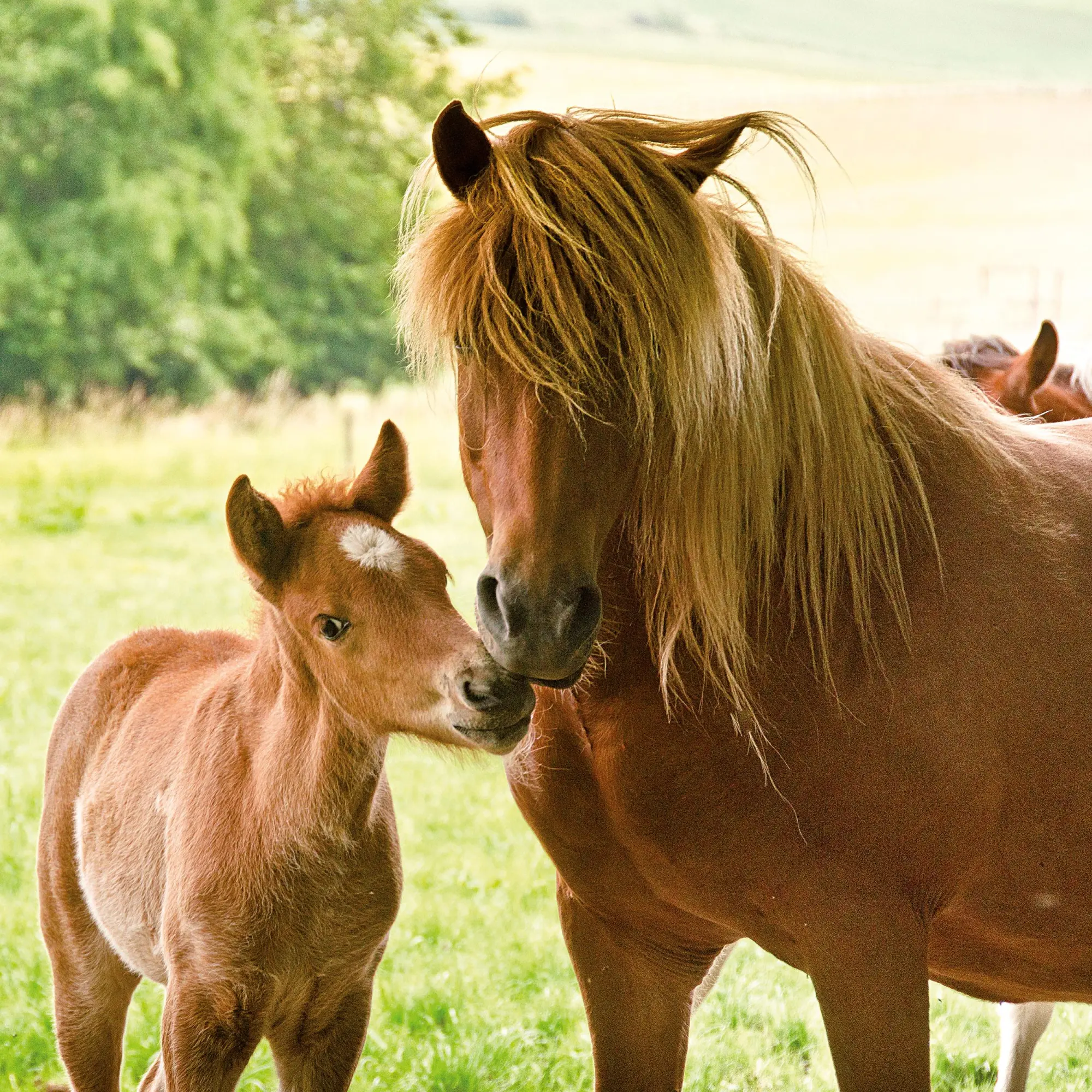 Bild: 9783959296076 | Tiere vom Bauernhof 2026 | Kalender 2026 | Kalender | 28 S. | Englisch
