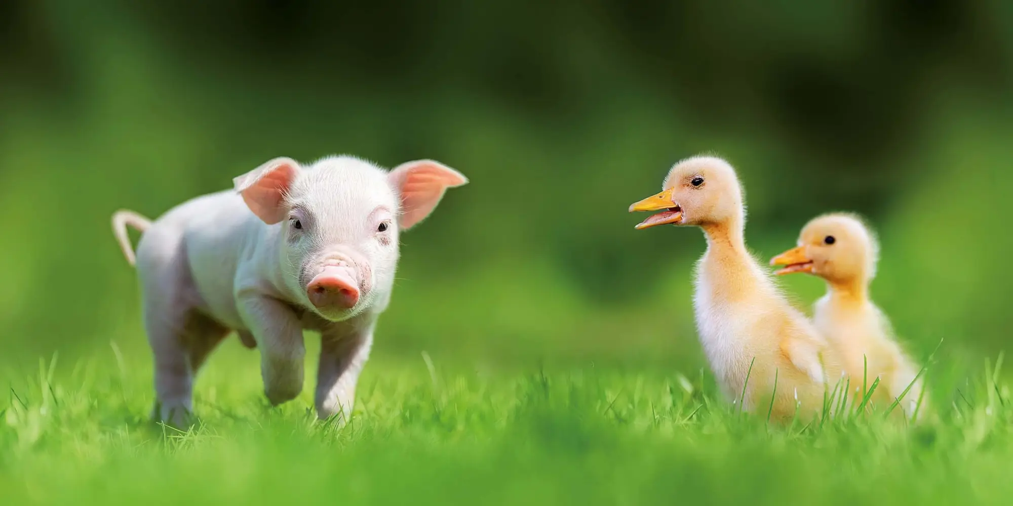 Bild: 9783959296076 | Tiere vom Bauernhof 2026 | Kalender 2026 | Kalender | 28 S. | Englisch
