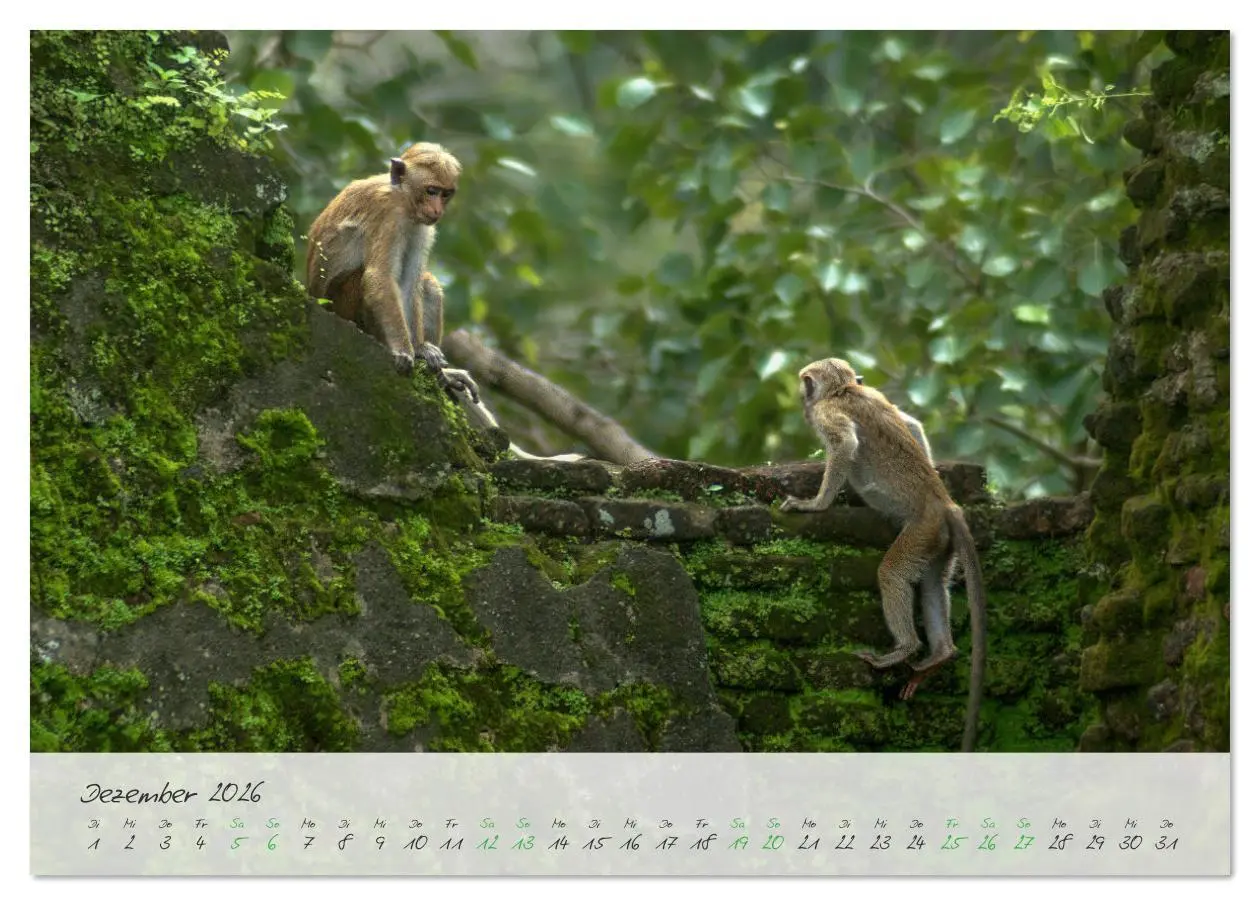 Bild: 9783457316276 | Verliebt in Sri Lanka (Tischkalender 2026 DIN A5 quer), CALVENDO...