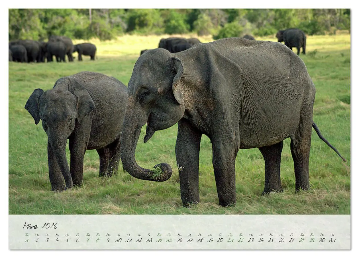 Bild: 9783457316276 | Verliebt in Sri Lanka (Tischkalender 2026 DIN A5 quer), CALVENDO...