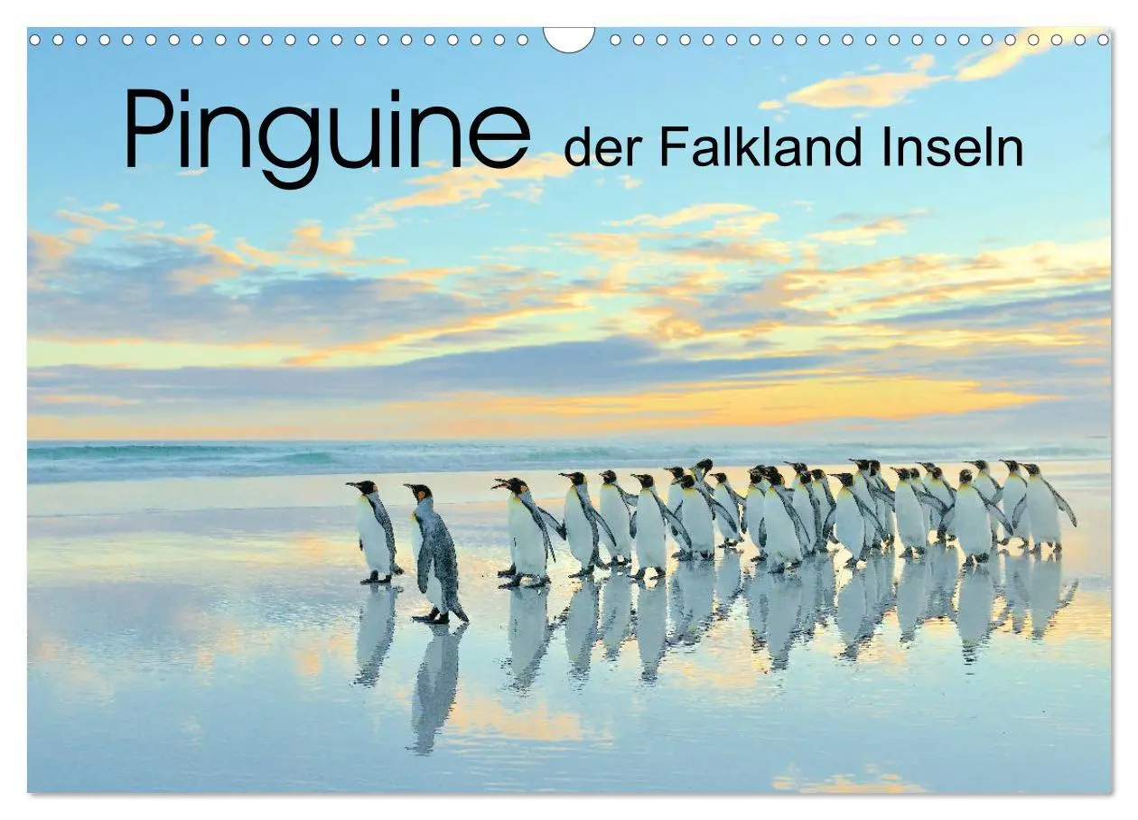 Cover: 9783457796276 | Pinguine der Falkland Inseln (Wandkalender 2026 DIN A3 quer),...