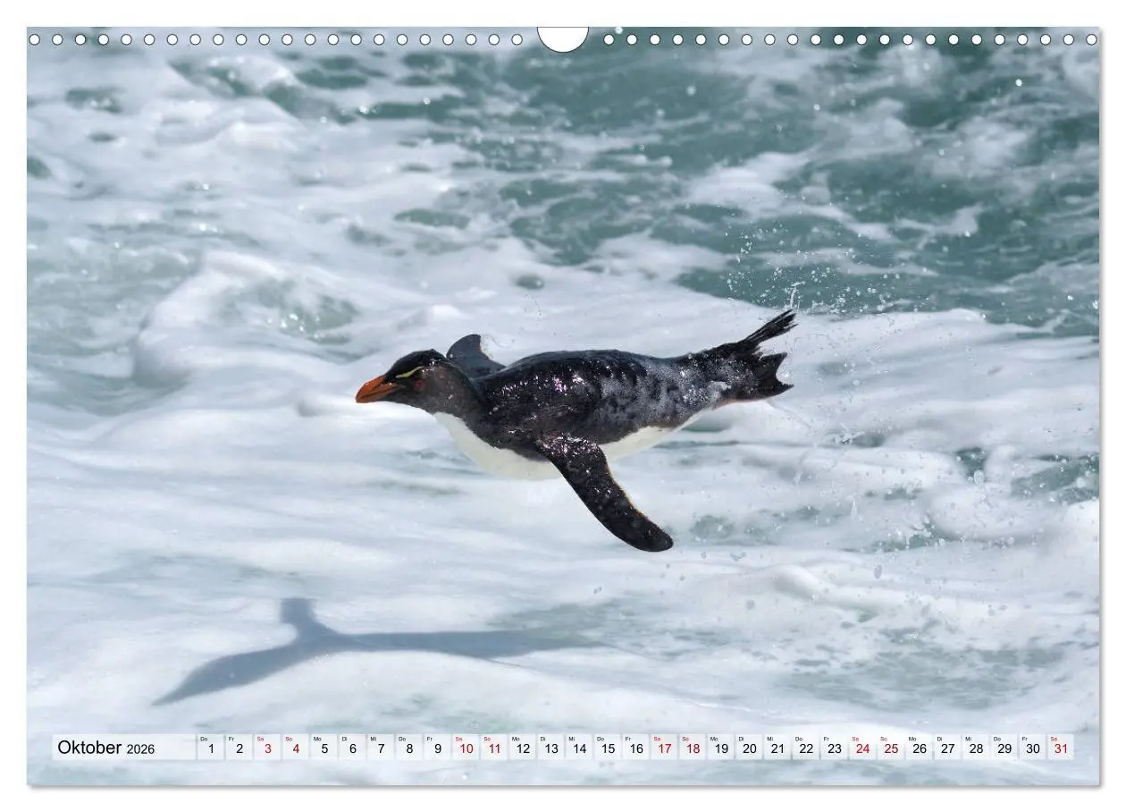Bild: 9783457796276 | Pinguine der Falkland Inseln (Wandkalender 2026 DIN A3 quer),...