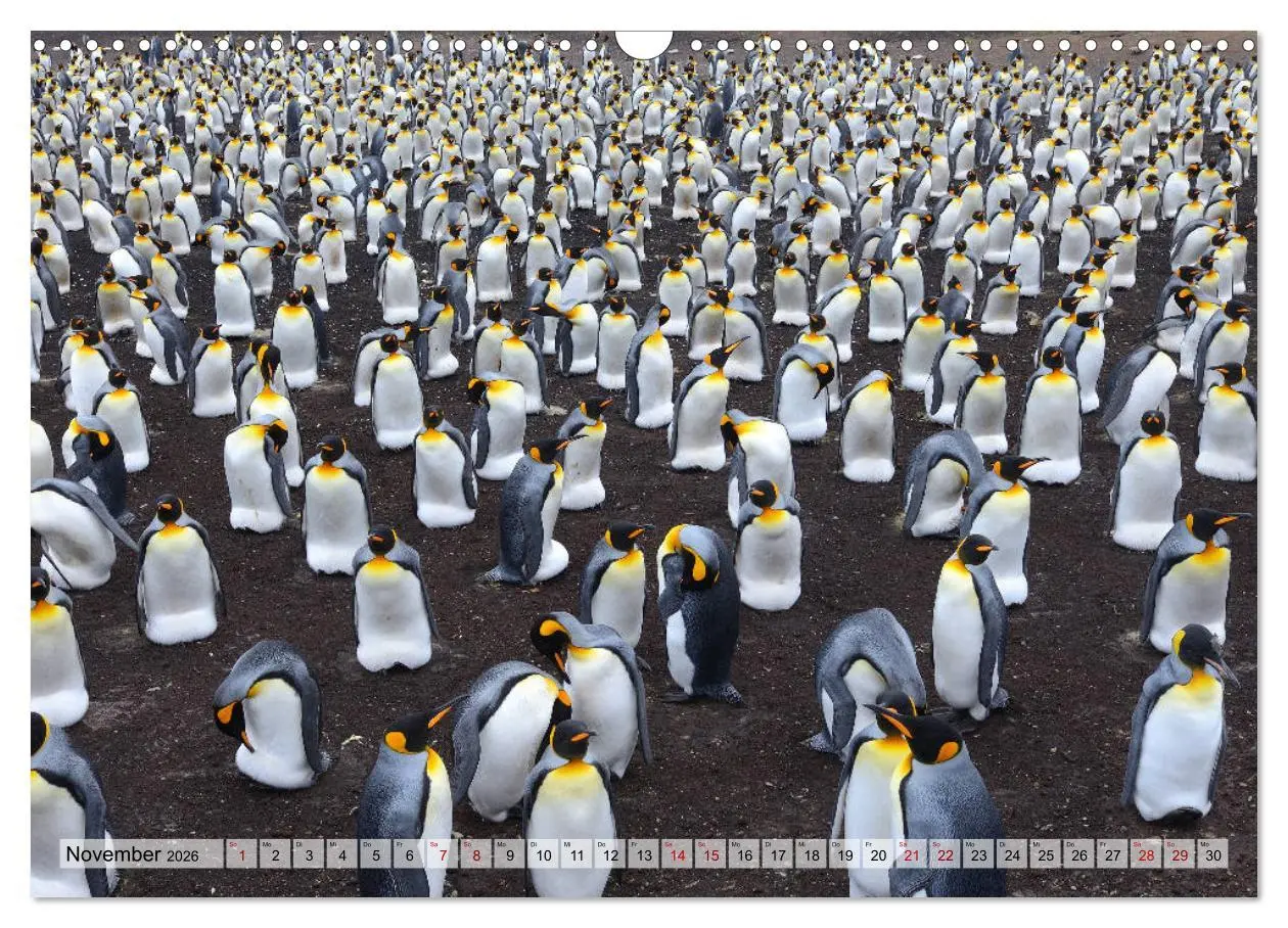 Bild: 9783457796276 | Pinguine der Falkland Inseln (Wandkalender 2026 DIN A3 quer),...