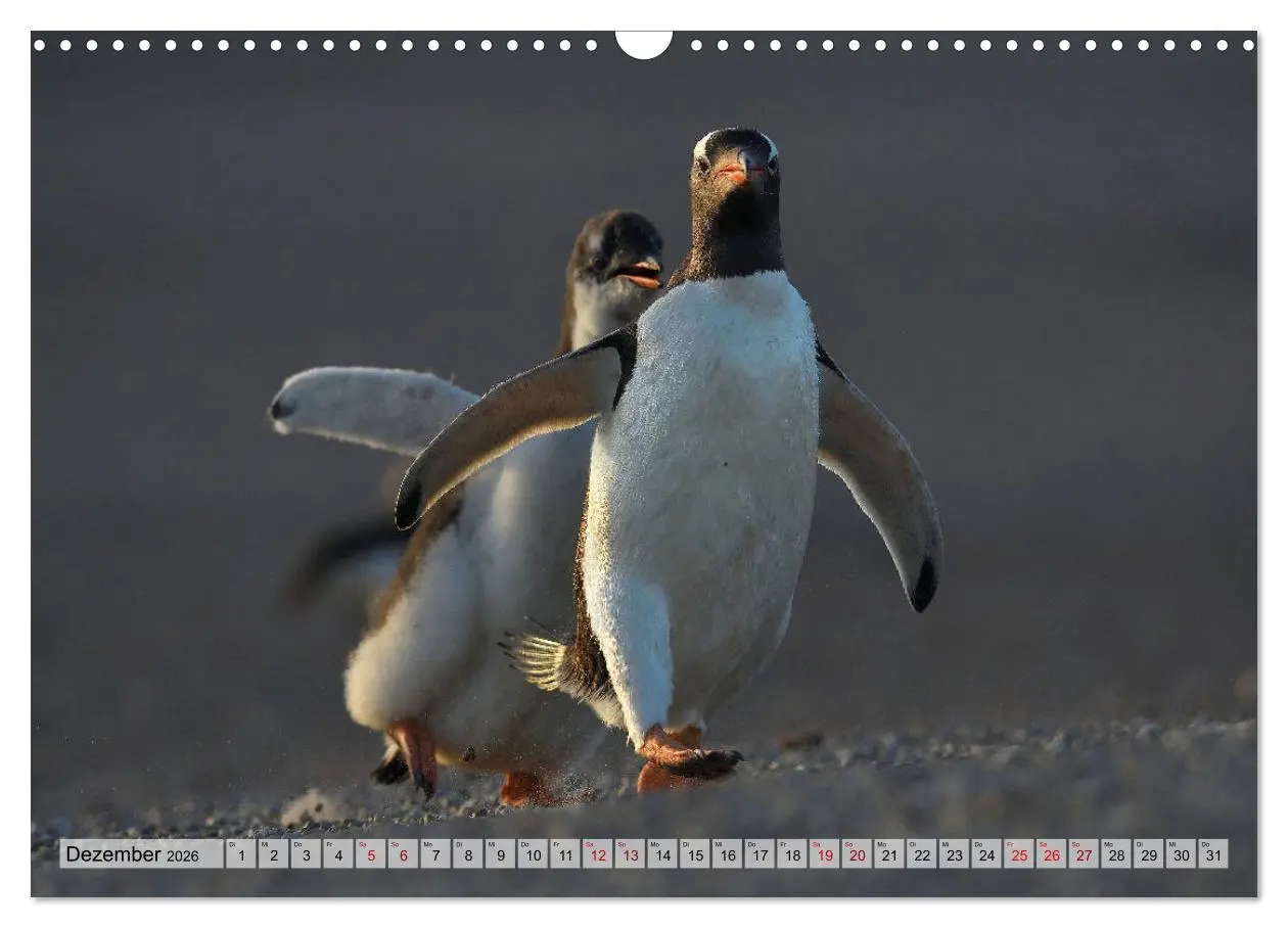 Bild: 9783457796276 | Pinguine der Falkland Inseln (Wandkalender 2026 DIN A3 quer),...