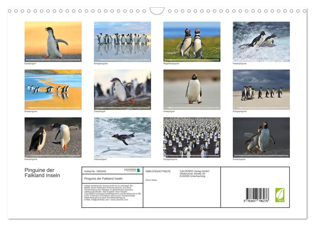Bild: 9783457796276 | Pinguine der Falkland Inseln (Wandkalender 2026 DIN A3 quer),...