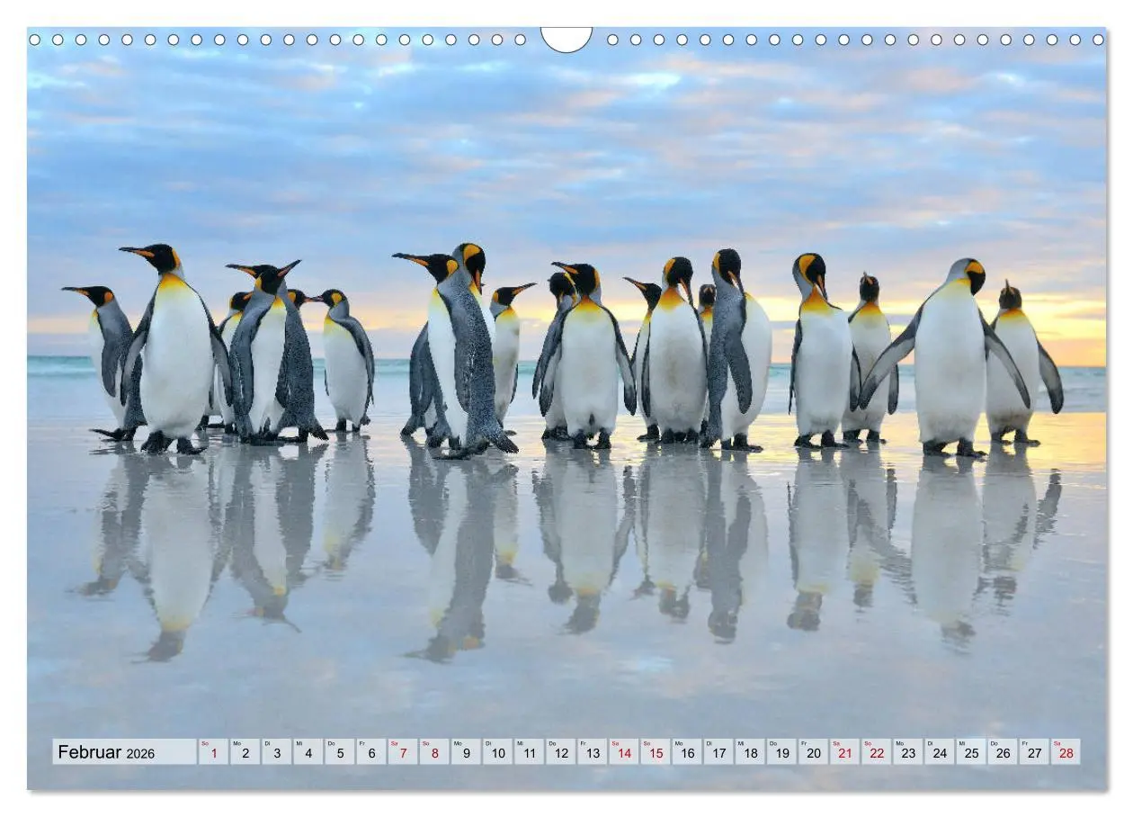 Bild: 9783457796276 | Pinguine der Falkland Inseln (Wandkalender 2026 DIN A3 quer),...