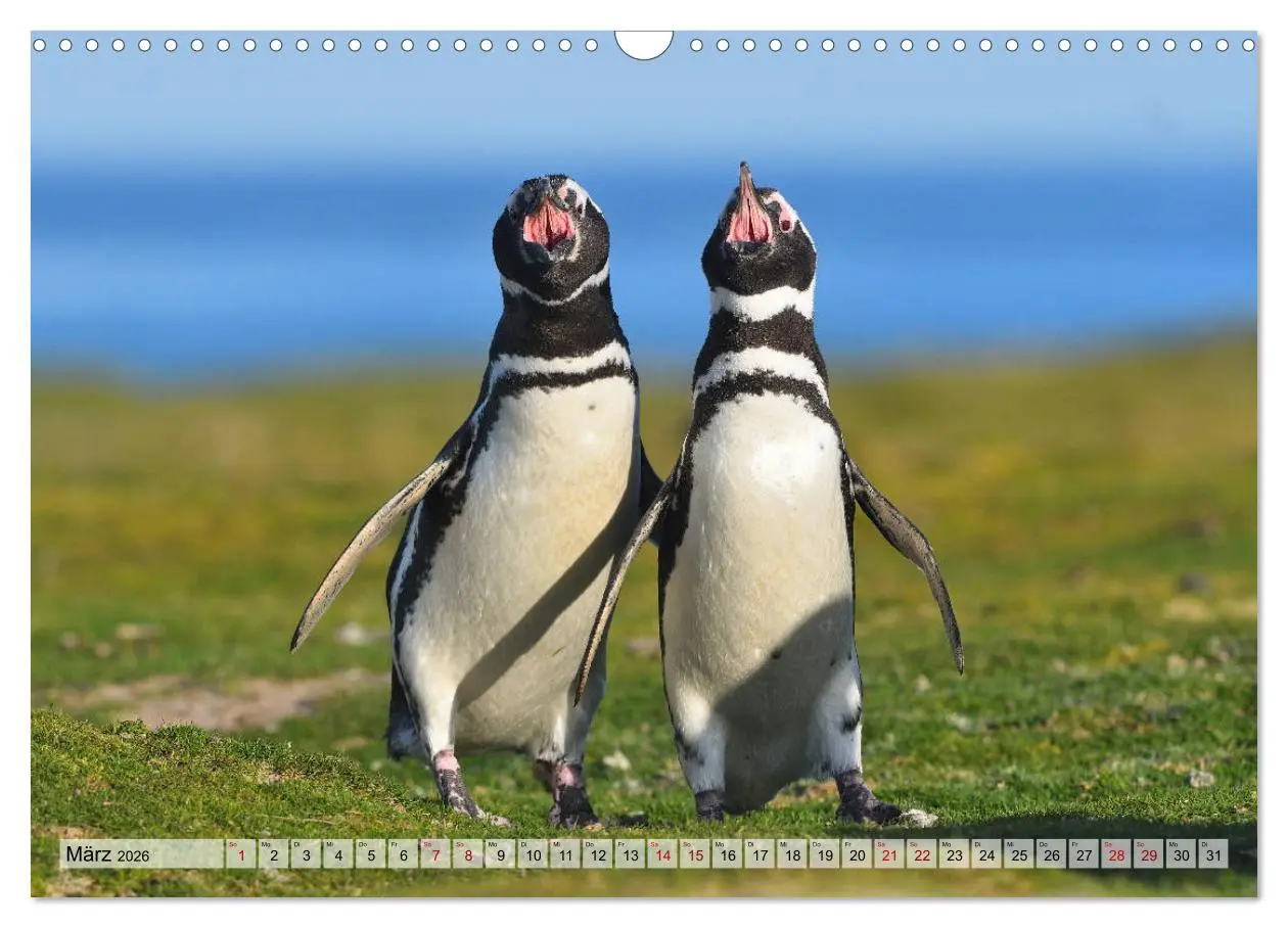 Bild: 9783457796276 | Pinguine der Falkland Inseln (Wandkalender 2026 DIN A3 quer),...