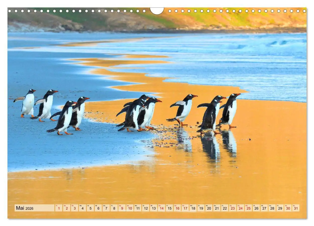 Bild: 9783457796276 | Pinguine der Falkland Inseln (Wandkalender 2026 DIN A3 quer),...