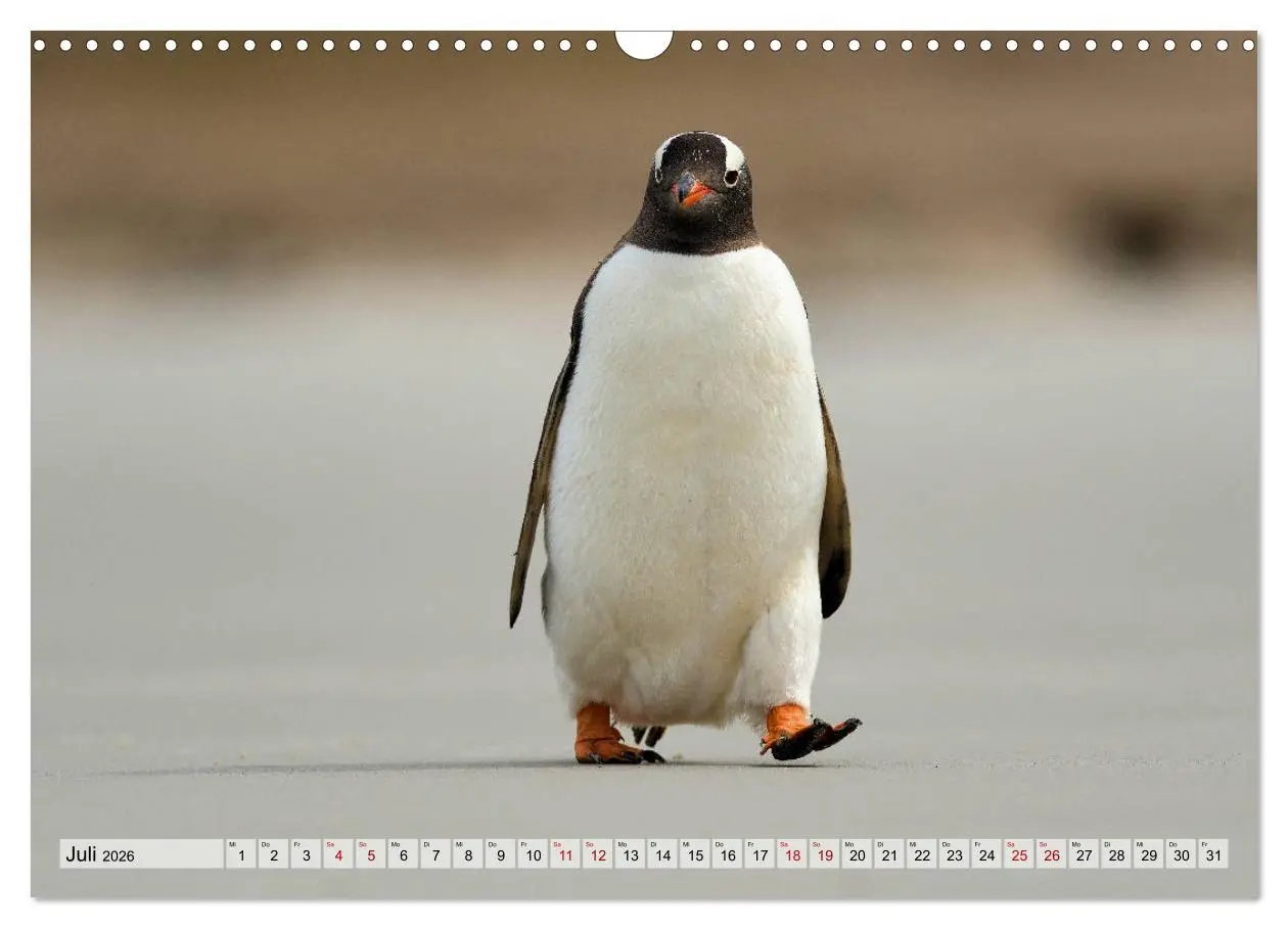 Bild: 9783457796276 | Pinguine der Falkland Inseln (Wandkalender 2026 DIN A3 quer),...