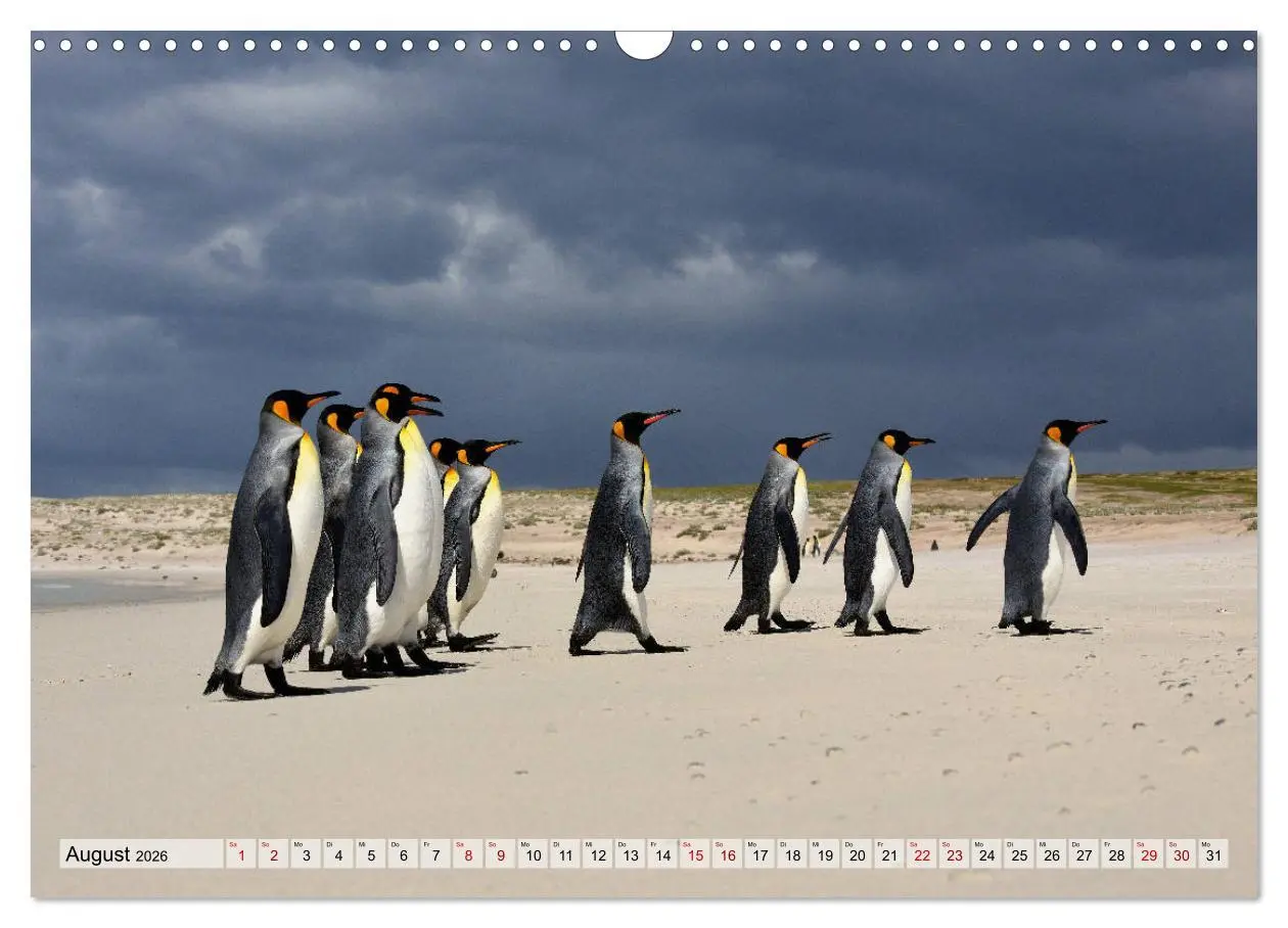 Bild: 9783457796276 | Pinguine der Falkland Inseln (Wandkalender 2026 DIN A3 quer),...