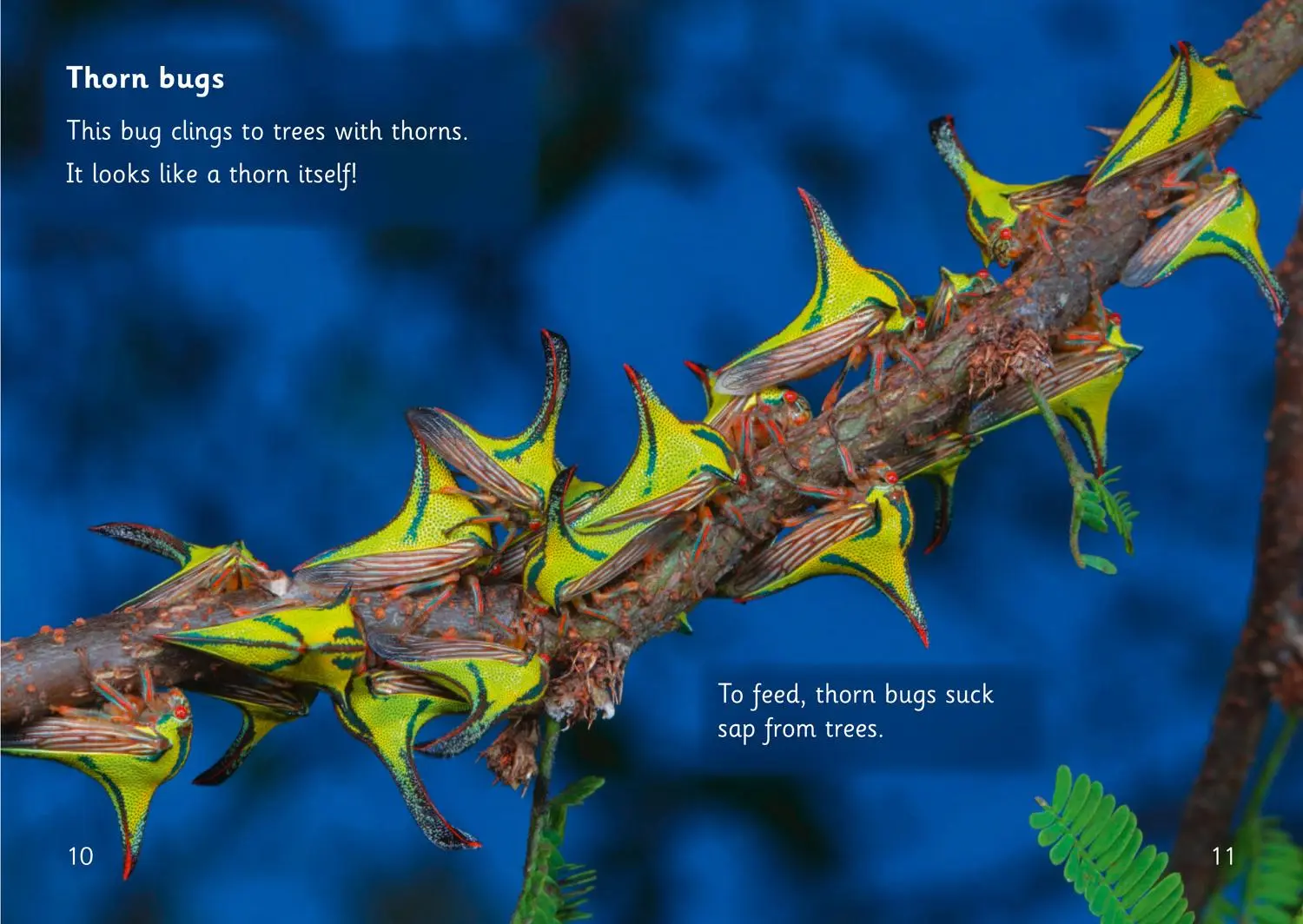 Bild: 9780008446376 | Hidden Bugs | Band 04/Blue | Isabel Thomas | Taschenbuch | Englisch