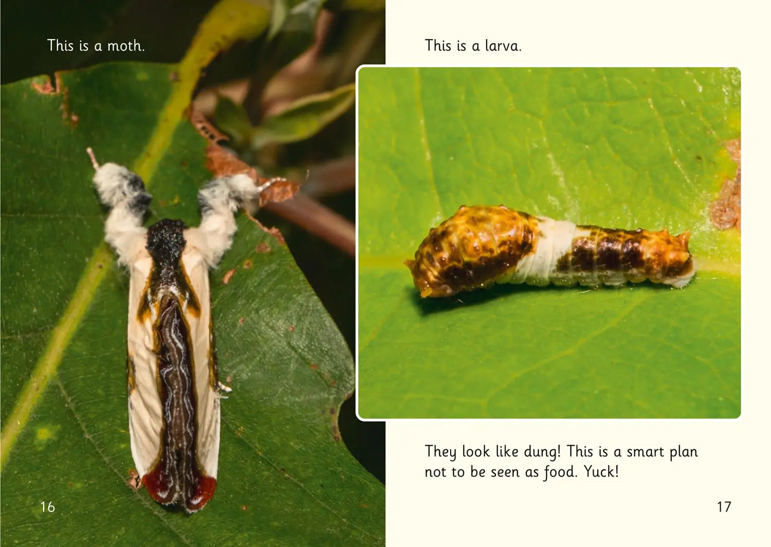Bild: 9780008446376 | Hidden Bugs | Band 04/Blue | Isabel Thomas | Taschenbuch | Englisch