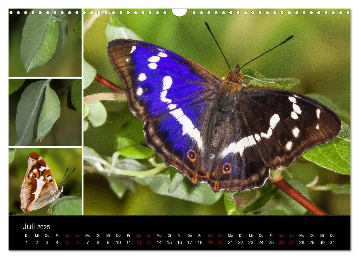 Bild: 9783435386376 | Schmetterlinge - Wunder der Verwandlung (Wandkalender 2025 DIN A3...