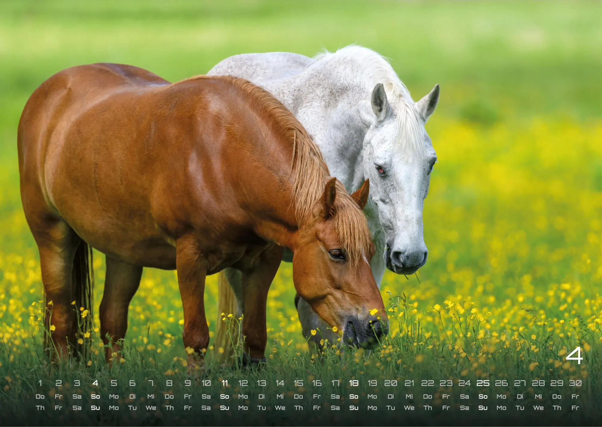 Bild: 9783986736576 | Pferdegeflüster - Der Pferdekalender - 2027 - Kalender DIN A3 | de
