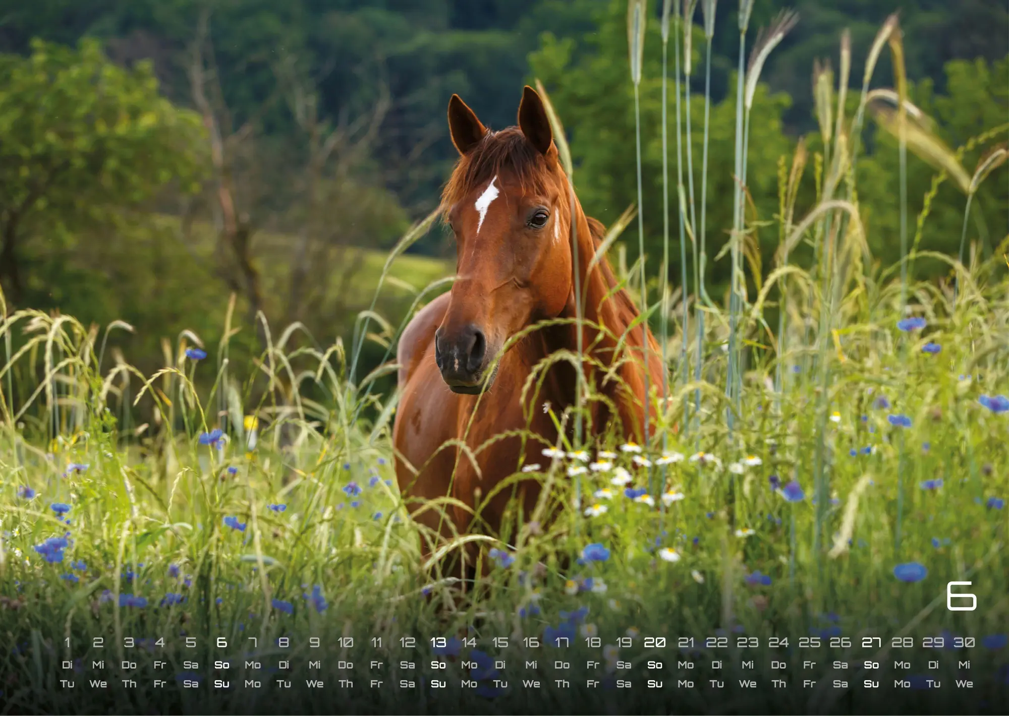 Bild: 9783986736576 | Pferdegeflüster - Der Pferdekalender - 2027 - Kalender DIN A3 | de