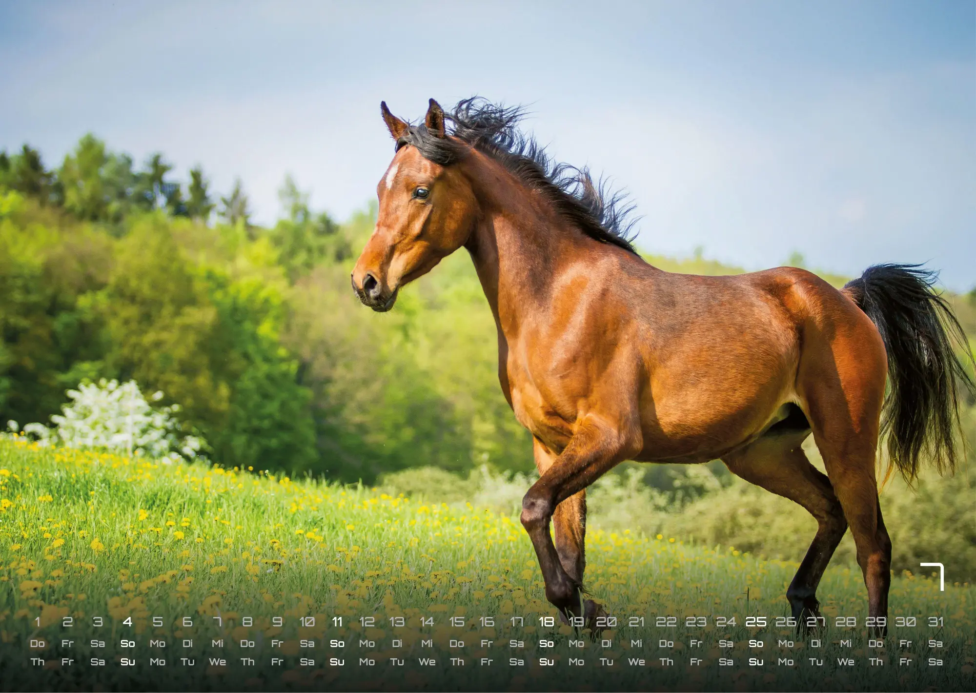 Bild: 9783986736576 | Pferdegeflüster - Der Pferdekalender - 2027 - Kalender DIN A3 | de