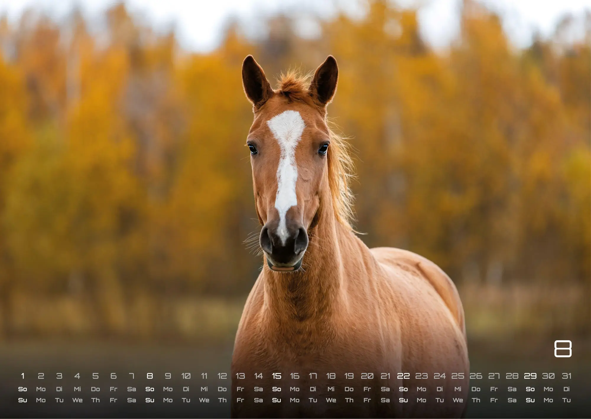 Bild: 9783986736576 | Pferdegeflüster - Der Pferdekalender - 2027 - Kalender DIN A3 | de