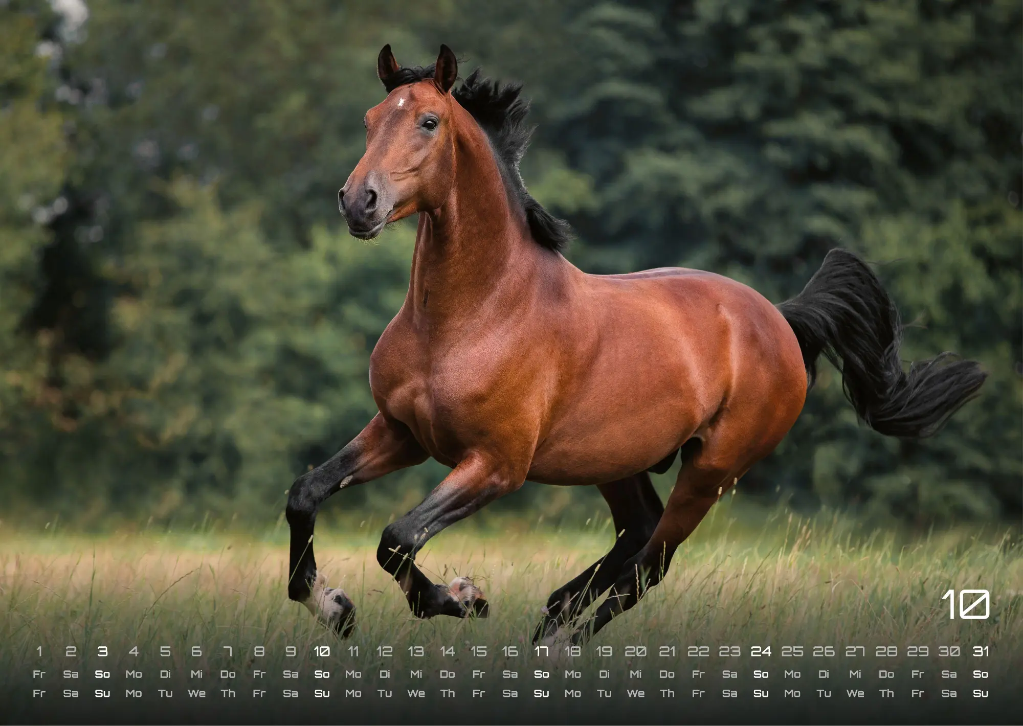 Bild: 9783986736576 | Pferdegeflüster - Der Pferdekalender - 2027 - Kalender DIN A3 | de