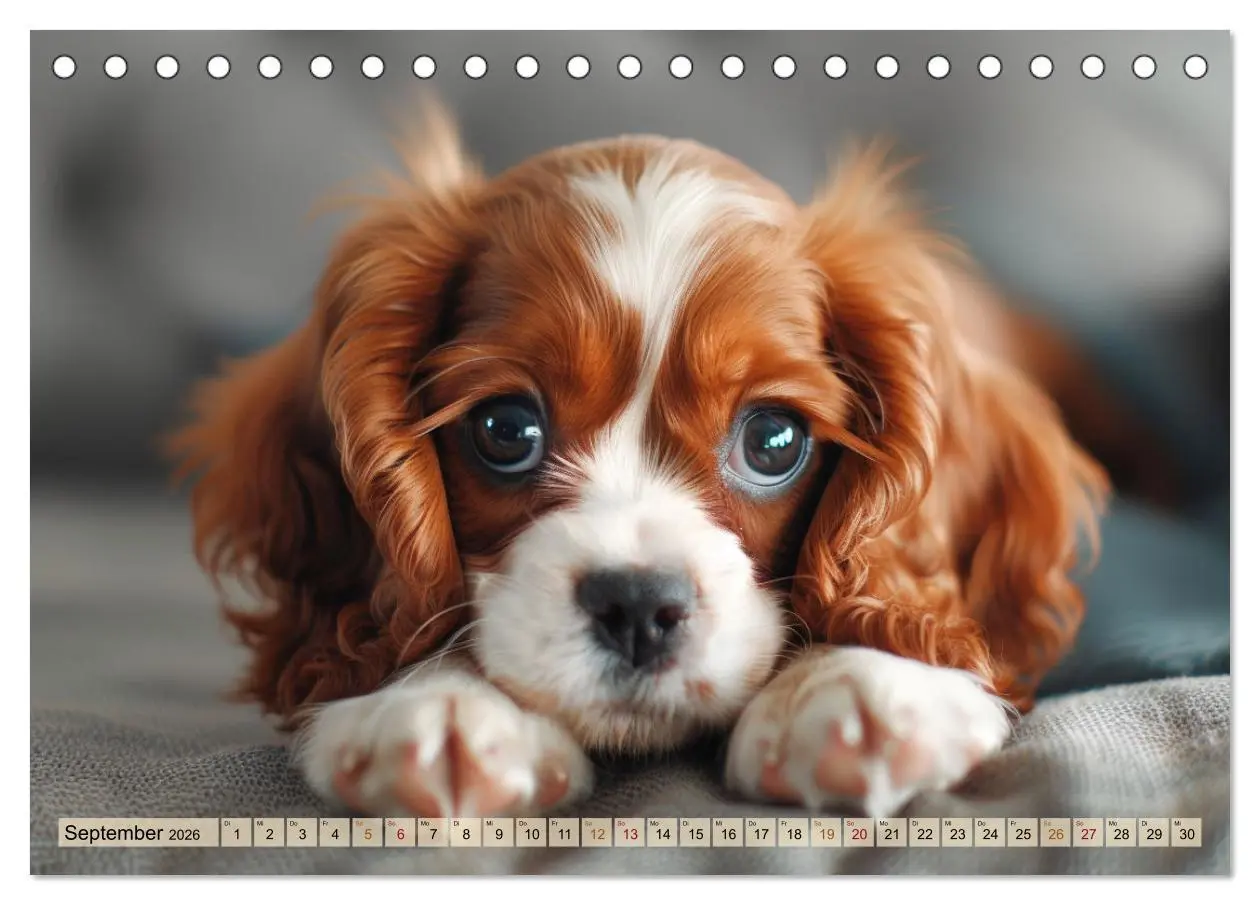 Bild: 9783457446676 | Welpenzauber: Ein Kalender zum Verlieben (Tischkalender 2026 DIN A5...
