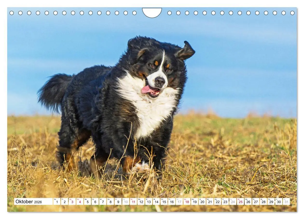 Bild: 9783457826676 | Ein Herz auf 4 Pfoten - Berner Sennenhund (Wandkalender 2026 DIN A4...