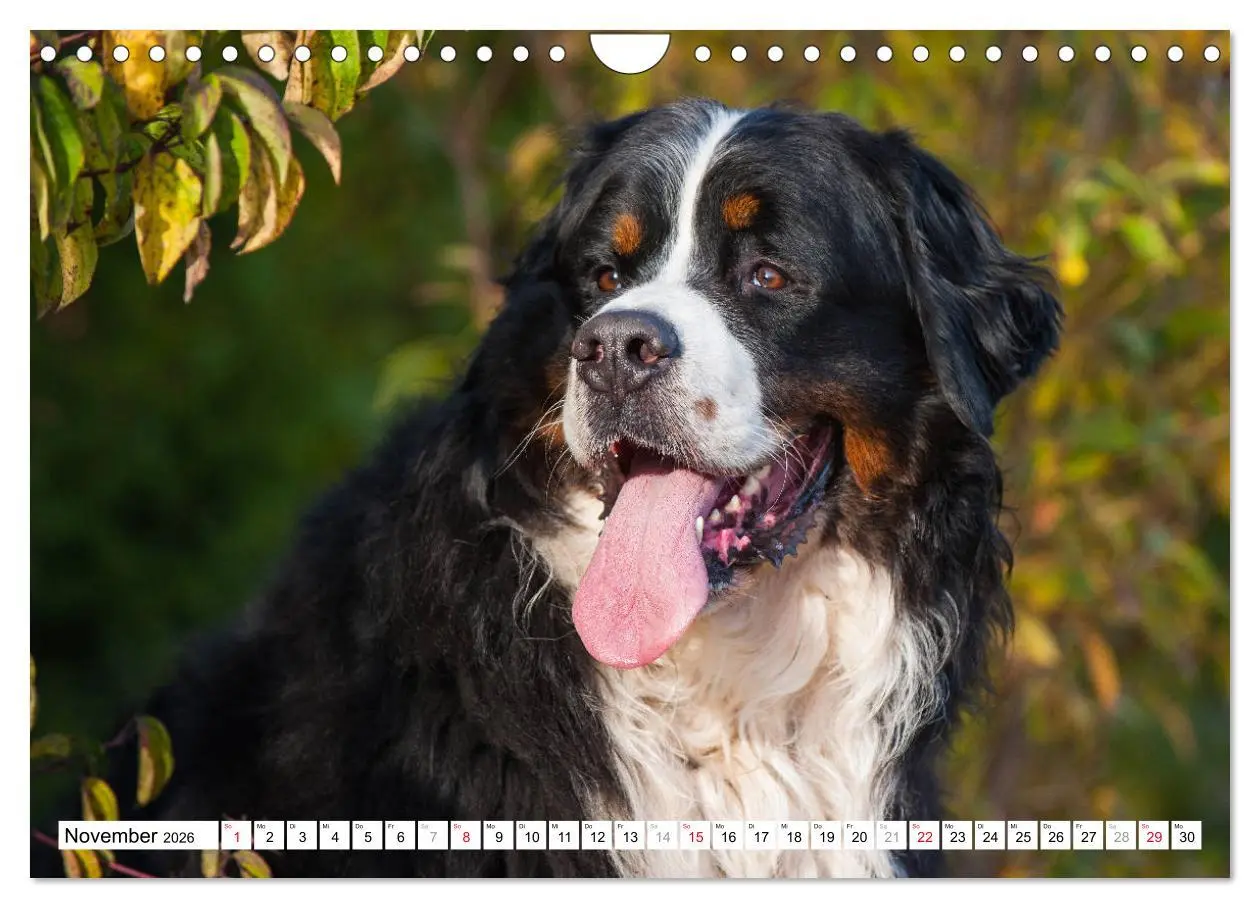 Bild: 9783457826676 | Ein Herz auf 4 Pfoten - Berner Sennenhund (Wandkalender 2026 DIN A4...