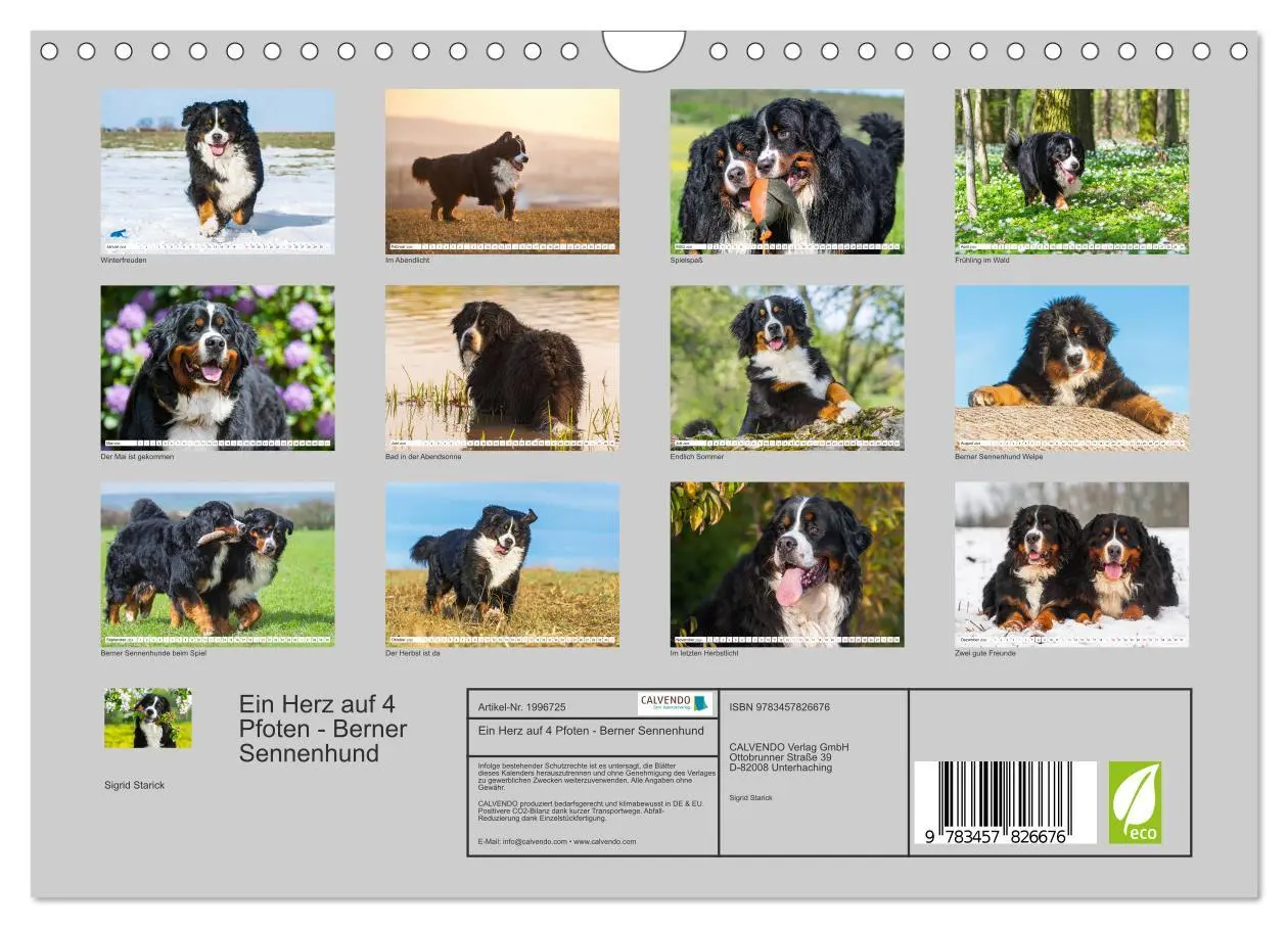 Bild: 9783457826676 | Ein Herz auf 4 Pfoten - Berner Sennenhund (Wandkalender 2026 DIN A4...