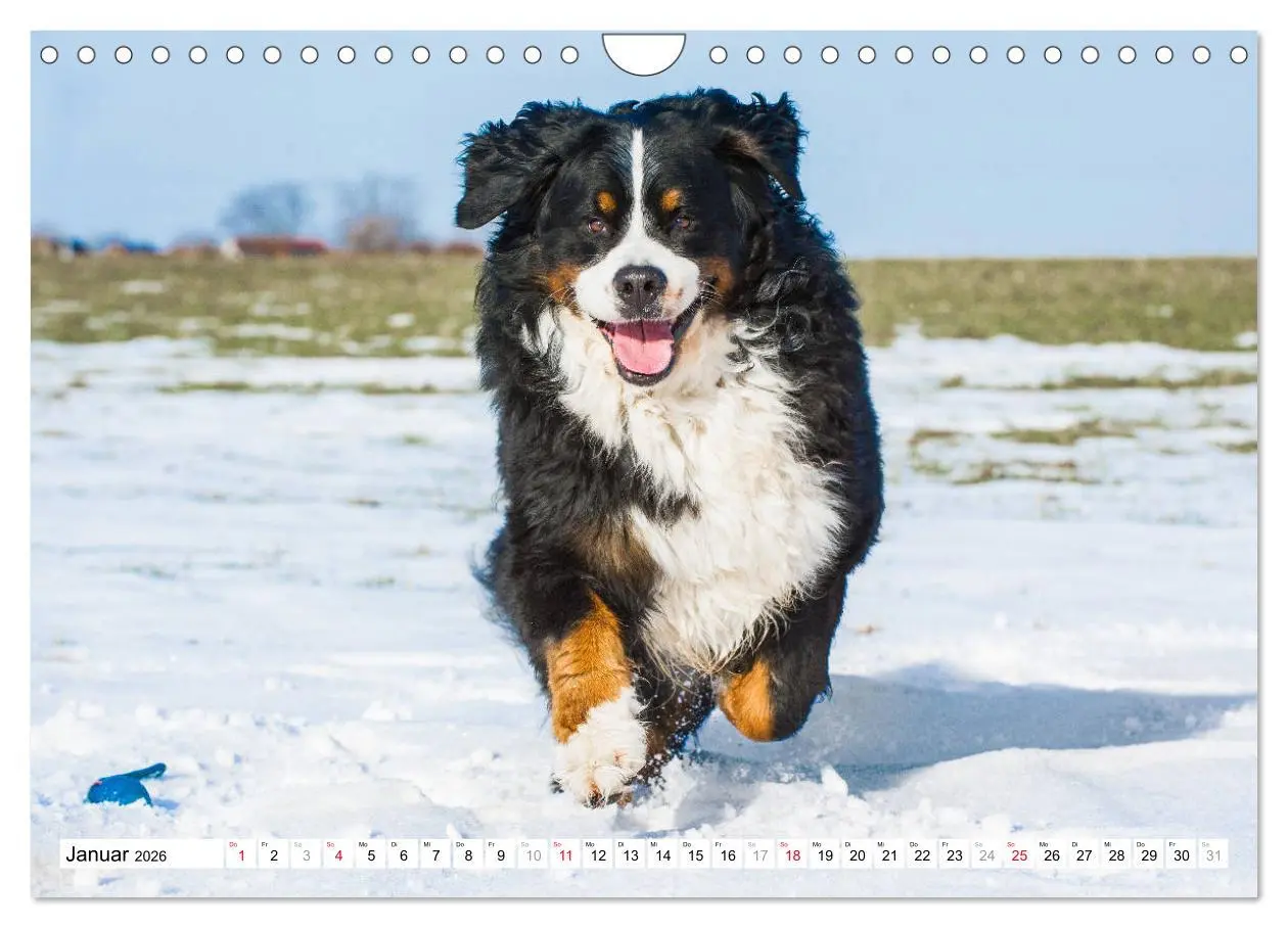 Bild: 9783457826676 | Ein Herz auf 4 Pfoten - Berner Sennenhund (Wandkalender 2026 DIN A4...