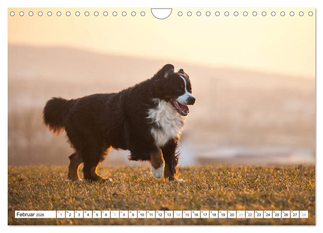 Bild: 9783457826676 | Ein Herz auf 4 Pfoten - Berner Sennenhund (Wandkalender 2026 DIN A4...