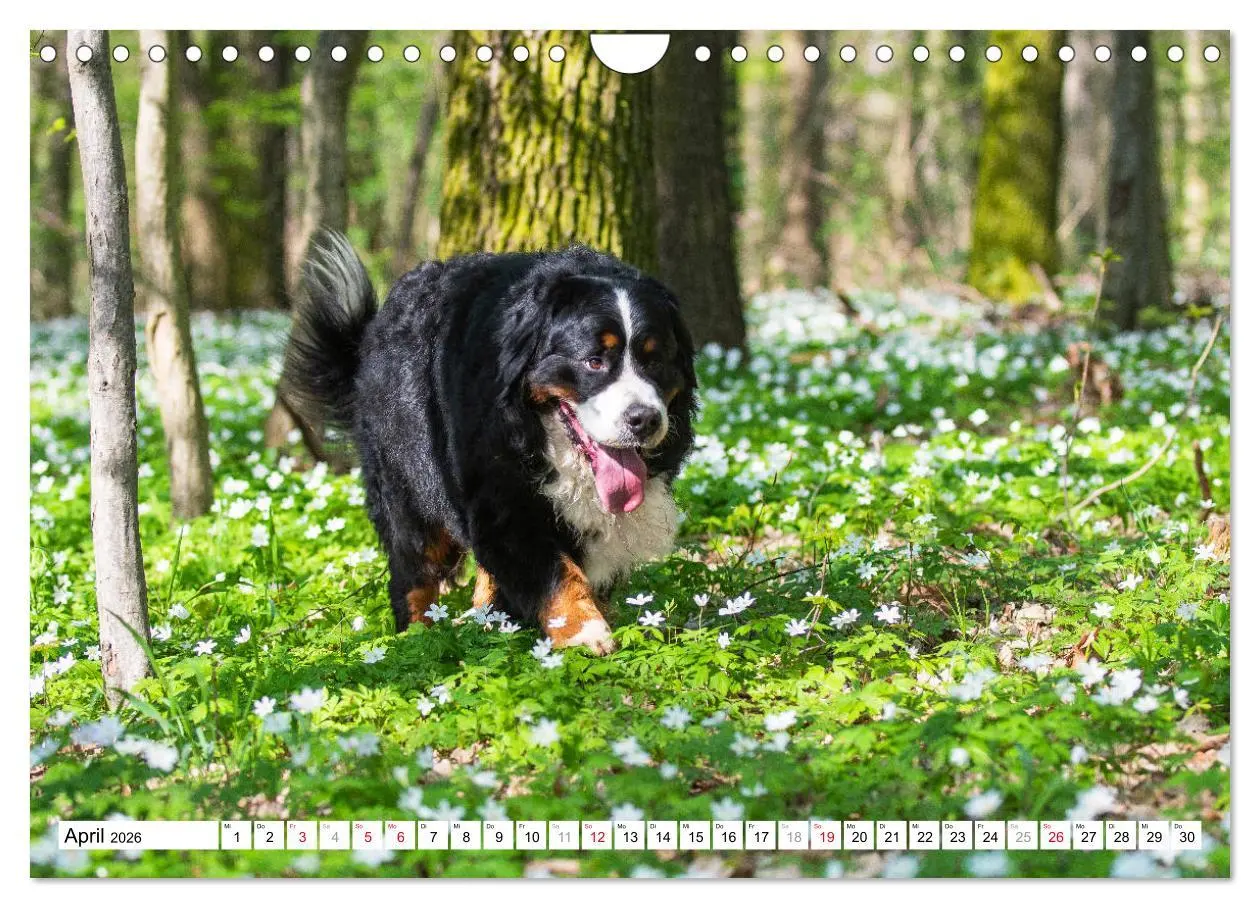 Bild: 9783457826676 | Ein Herz auf 4 Pfoten - Berner Sennenhund (Wandkalender 2026 DIN A4...