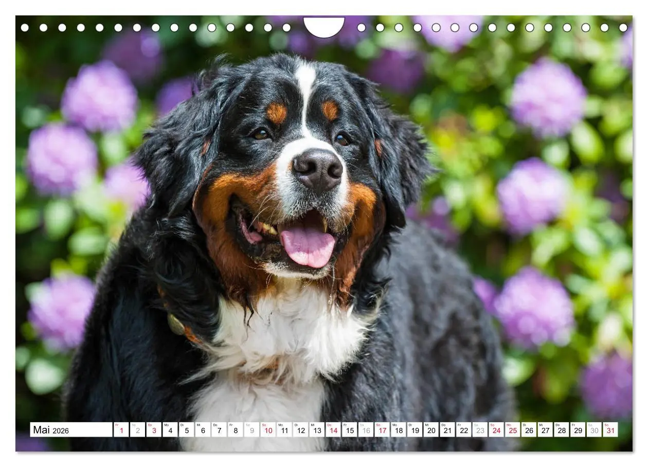 Bild: 9783457826676 | Ein Herz auf 4 Pfoten - Berner Sennenhund (Wandkalender 2026 DIN A4...