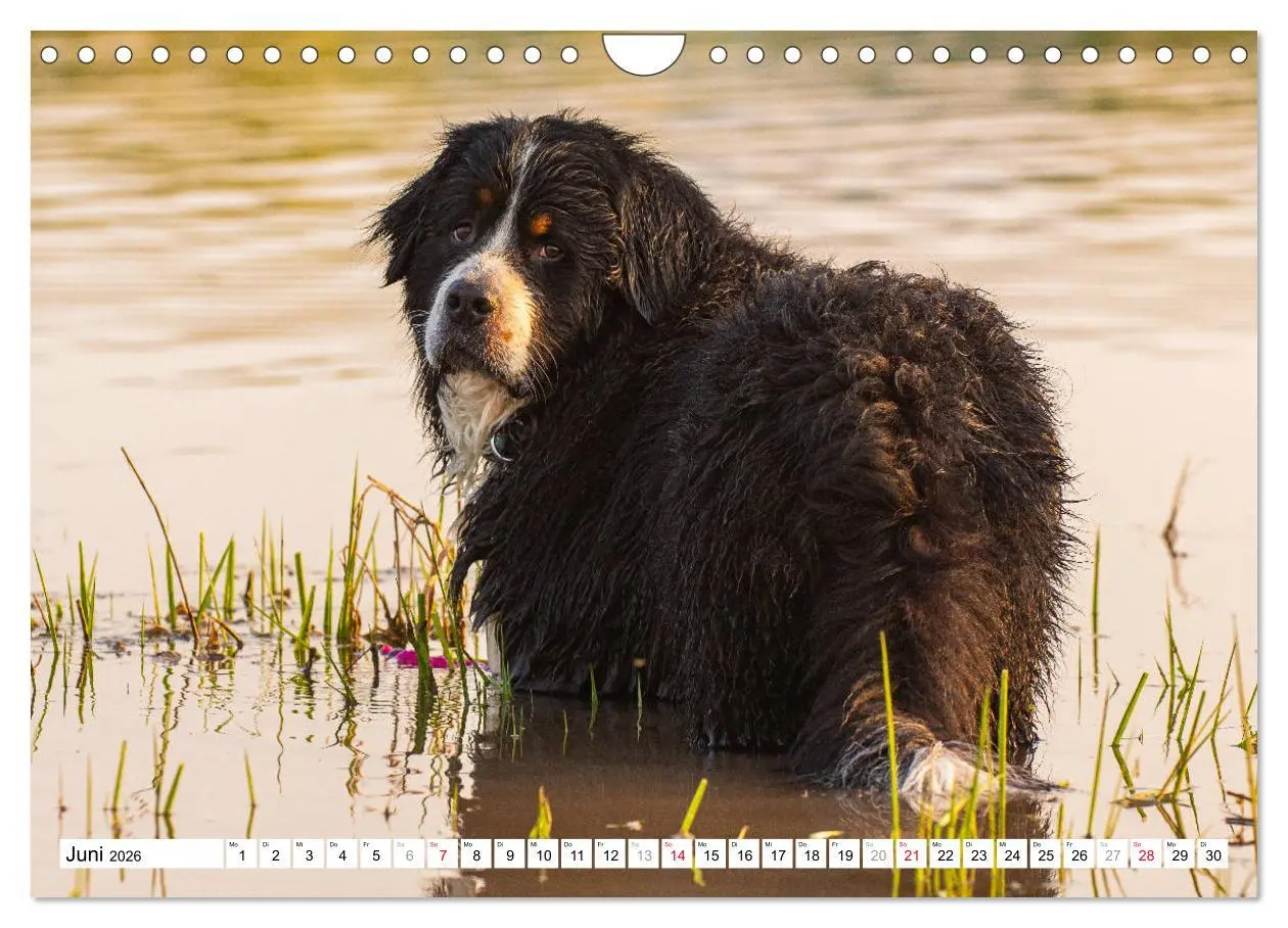 Bild: 9783457826676 | Ein Herz auf 4 Pfoten - Berner Sennenhund (Wandkalender 2026 DIN A4...