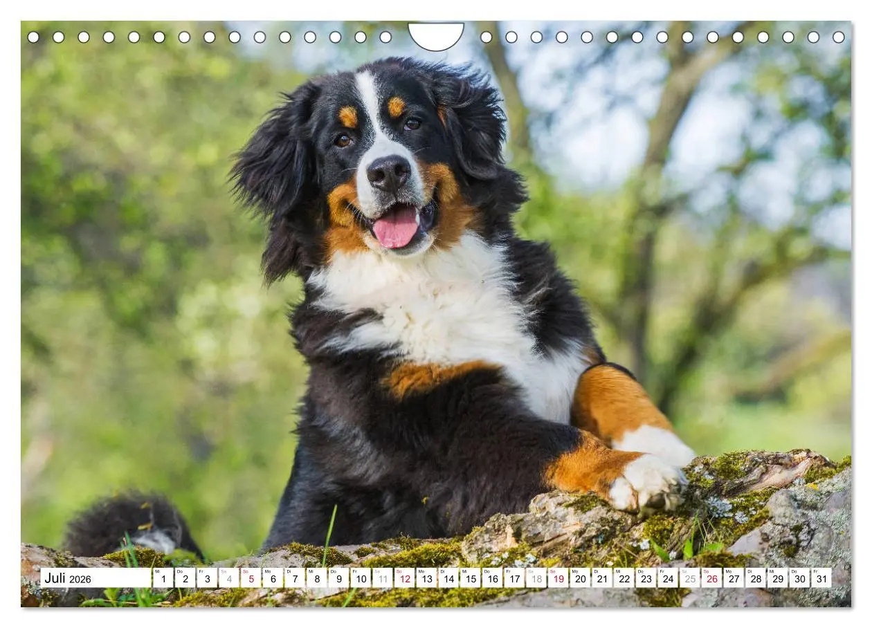 Bild: 9783457826676 | Ein Herz auf 4 Pfoten - Berner Sennenhund (Wandkalender 2026 DIN A4...