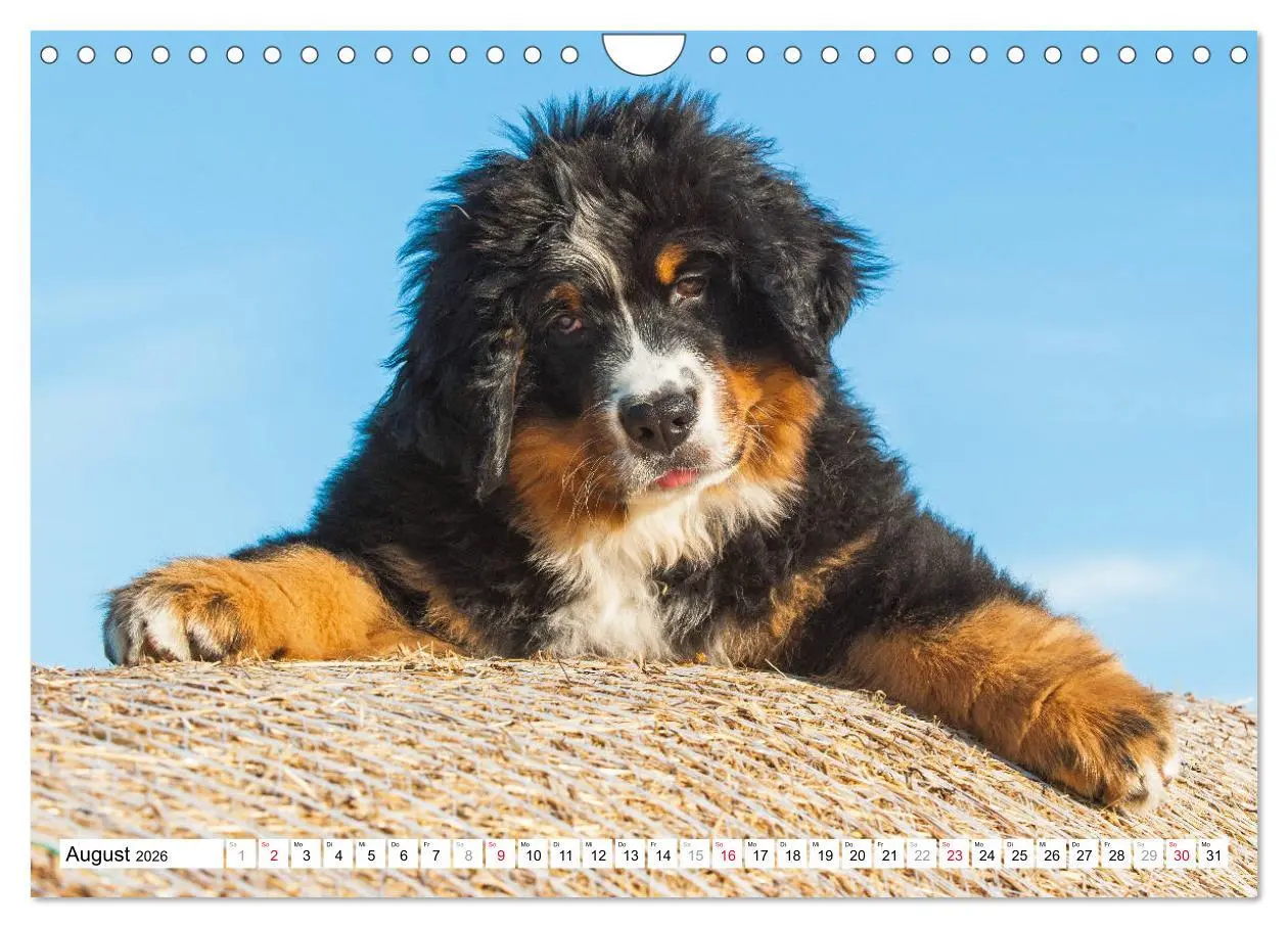 Bild: 9783457826676 | Ein Herz auf 4 Pfoten - Berner Sennenhund (Wandkalender 2026 DIN A4...