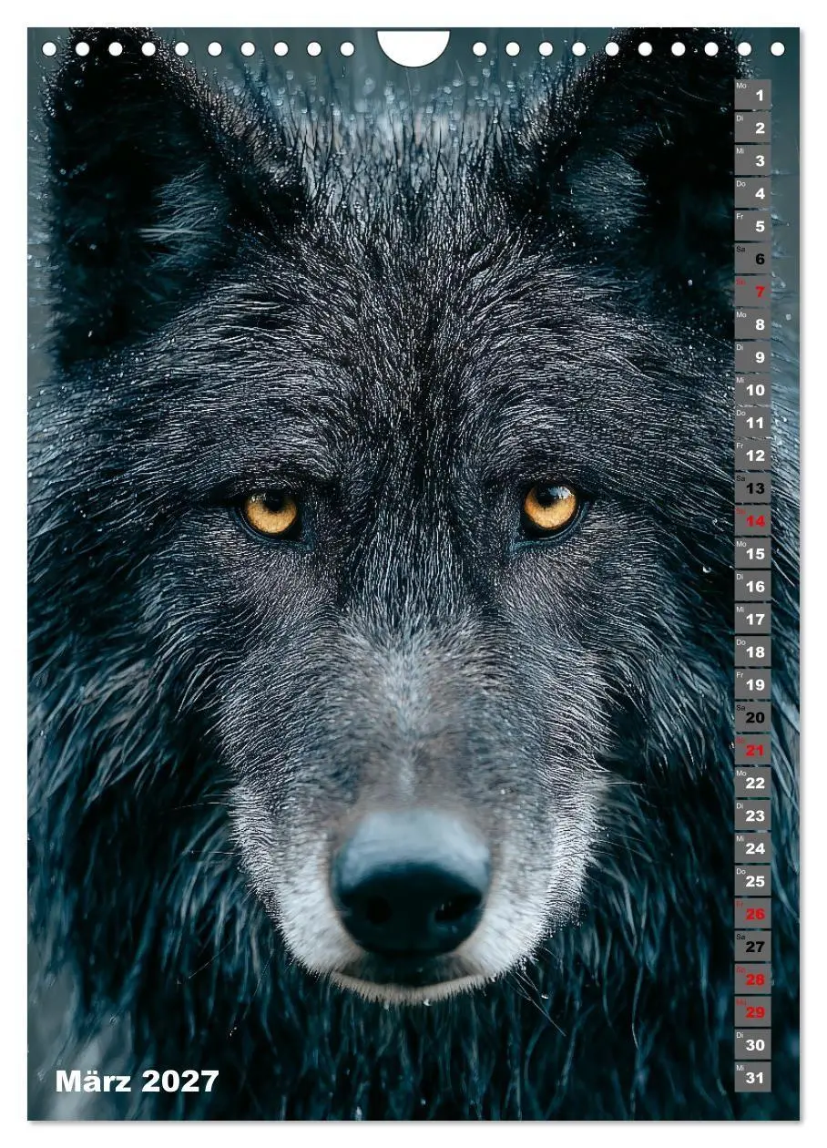 Bild: 9783516916676 | Wölfe aus aller Welt (Wandkalender 2027 DIN A4 hoch), CALVENDO...