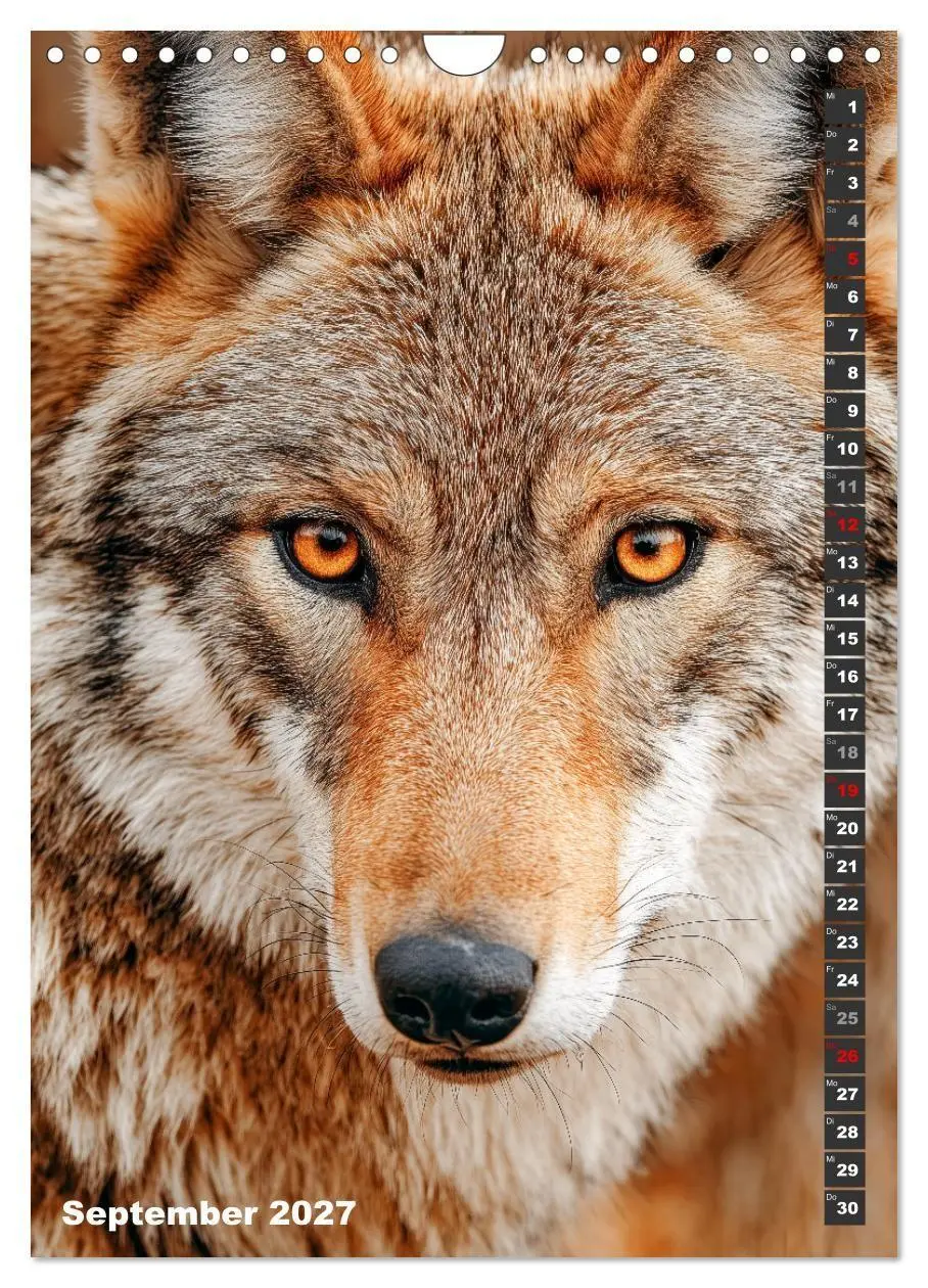 Bild: 9783516916676 | Wölfe aus aller Welt (Wandkalender 2027 DIN A4 hoch), CALVENDO...