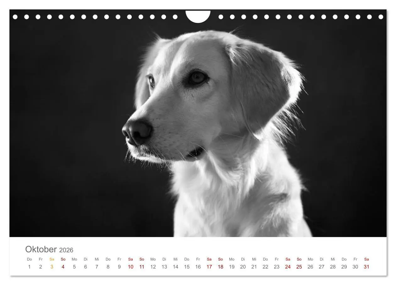 Bild: 9783457896976 | Hundeportraits Fine Art (Wandkalender 2026 DIN A4 quer), CALVENDO...