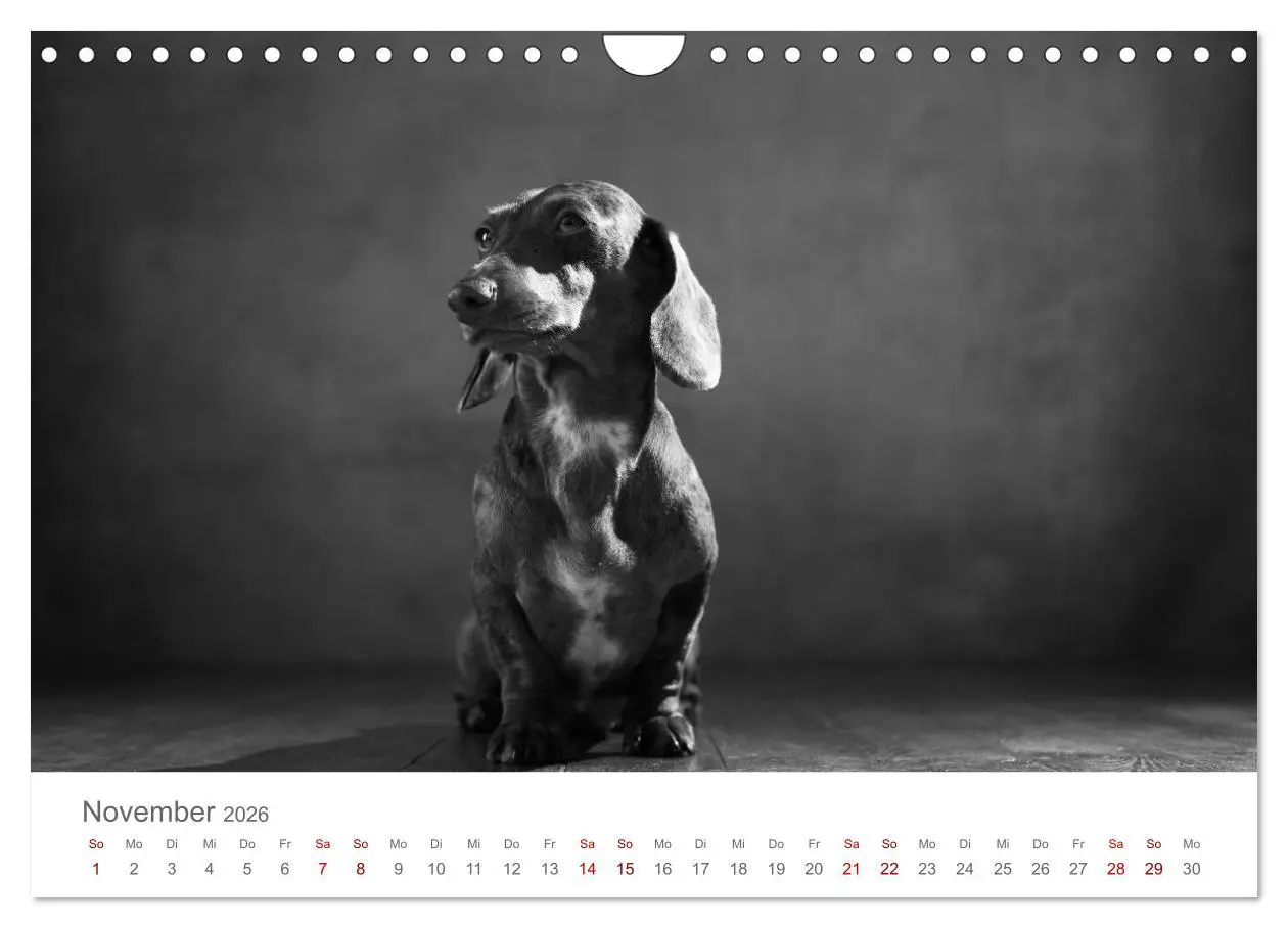 Bild: 9783457896976 | Hundeportraits Fine Art (Wandkalender 2026 DIN A4 quer), CALVENDO...