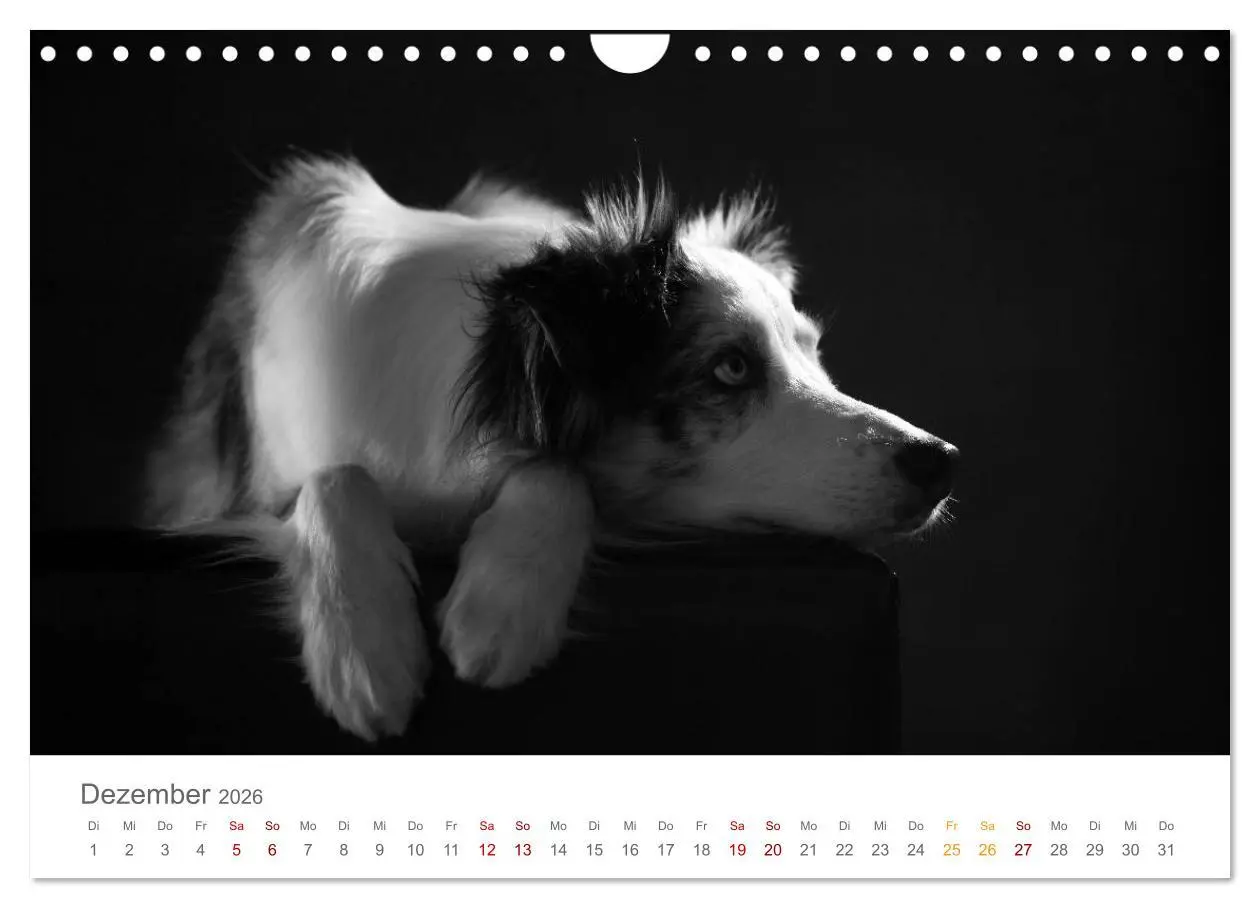 Bild: 9783457896976 | Hundeportraits Fine Art (Wandkalender 2026 DIN A4 quer), CALVENDO...