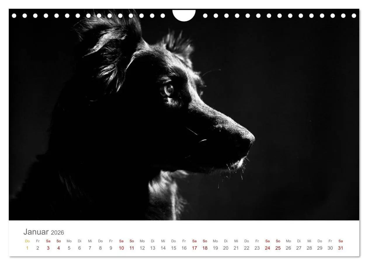 Bild: 9783457896976 | Hundeportraits Fine Art (Wandkalender 2026 DIN A4 quer), CALVENDO...