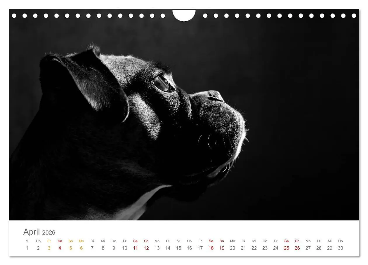 Bild: 9783457896976 | Hundeportraits Fine Art (Wandkalender 2026 DIN A4 quer), CALVENDO...