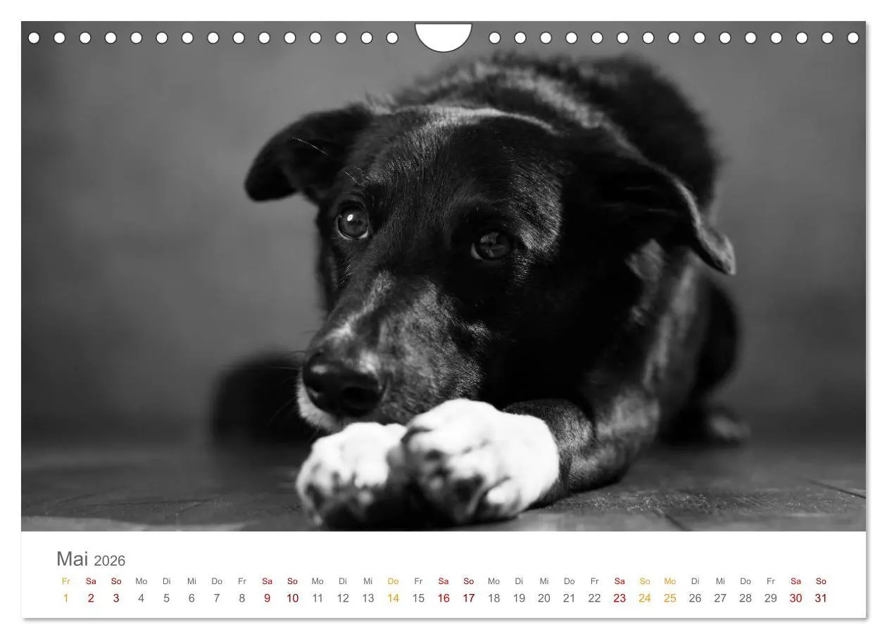 Bild: 9783457896976 | Hundeportraits Fine Art (Wandkalender 2026 DIN A4 quer), CALVENDO...