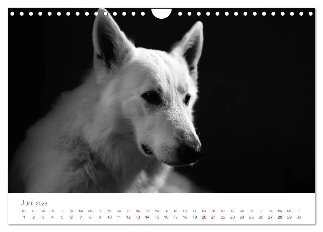Bild: 9783457896976 | Hundeportraits Fine Art (Wandkalender 2026 DIN A4 quer), CALVENDO...