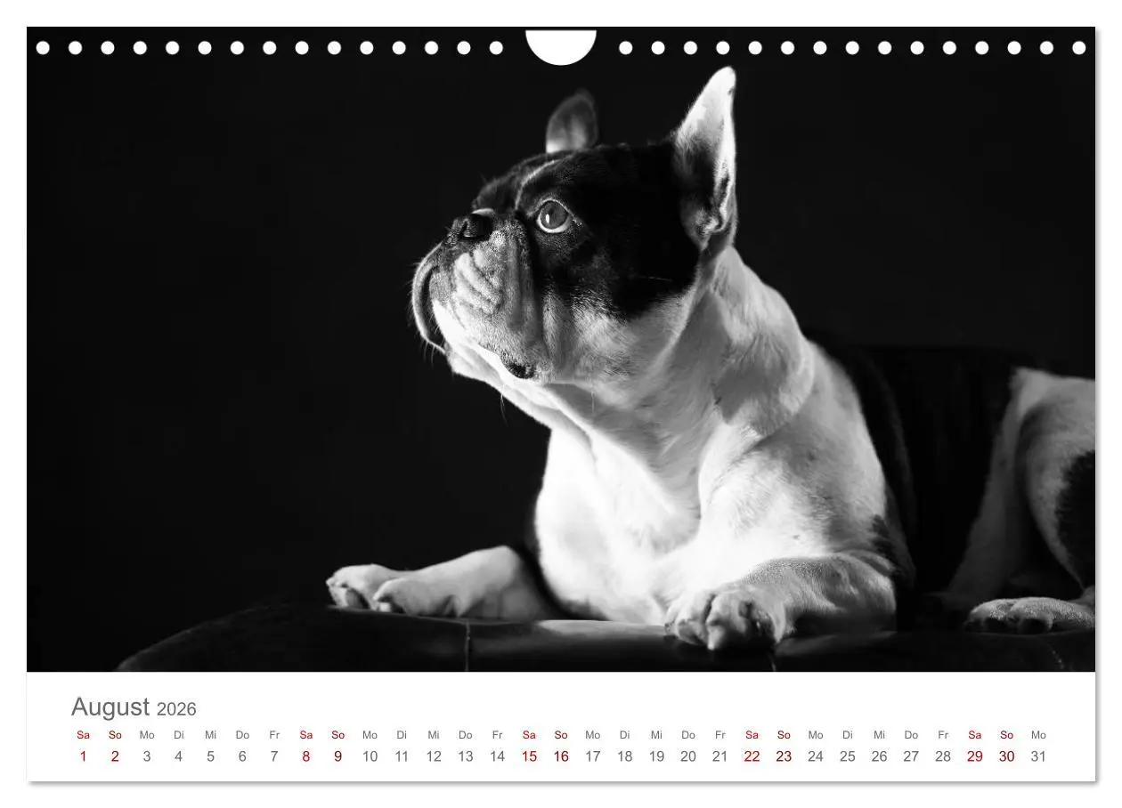 Bild: 9783457896976 | Hundeportraits Fine Art (Wandkalender 2026 DIN A4 quer), CALVENDO...