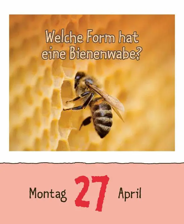 Bild: 9783731886976 | Warum wackelt Wackelpudding? 2026 | Verlag Korsch | Kalender | 328 S.