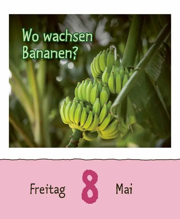 Bild: 9783731886976 | Warum wackelt Wackelpudding? 2026 | Verlag Korsch | Kalender | 328 S.