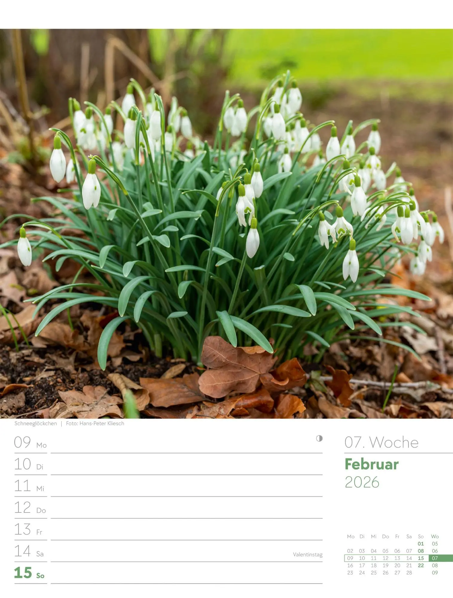 Bild: 9783838426976 | Unser Wald - Wochenplaner Kalender 2026 | Ackermann Kunstverlag GmbH